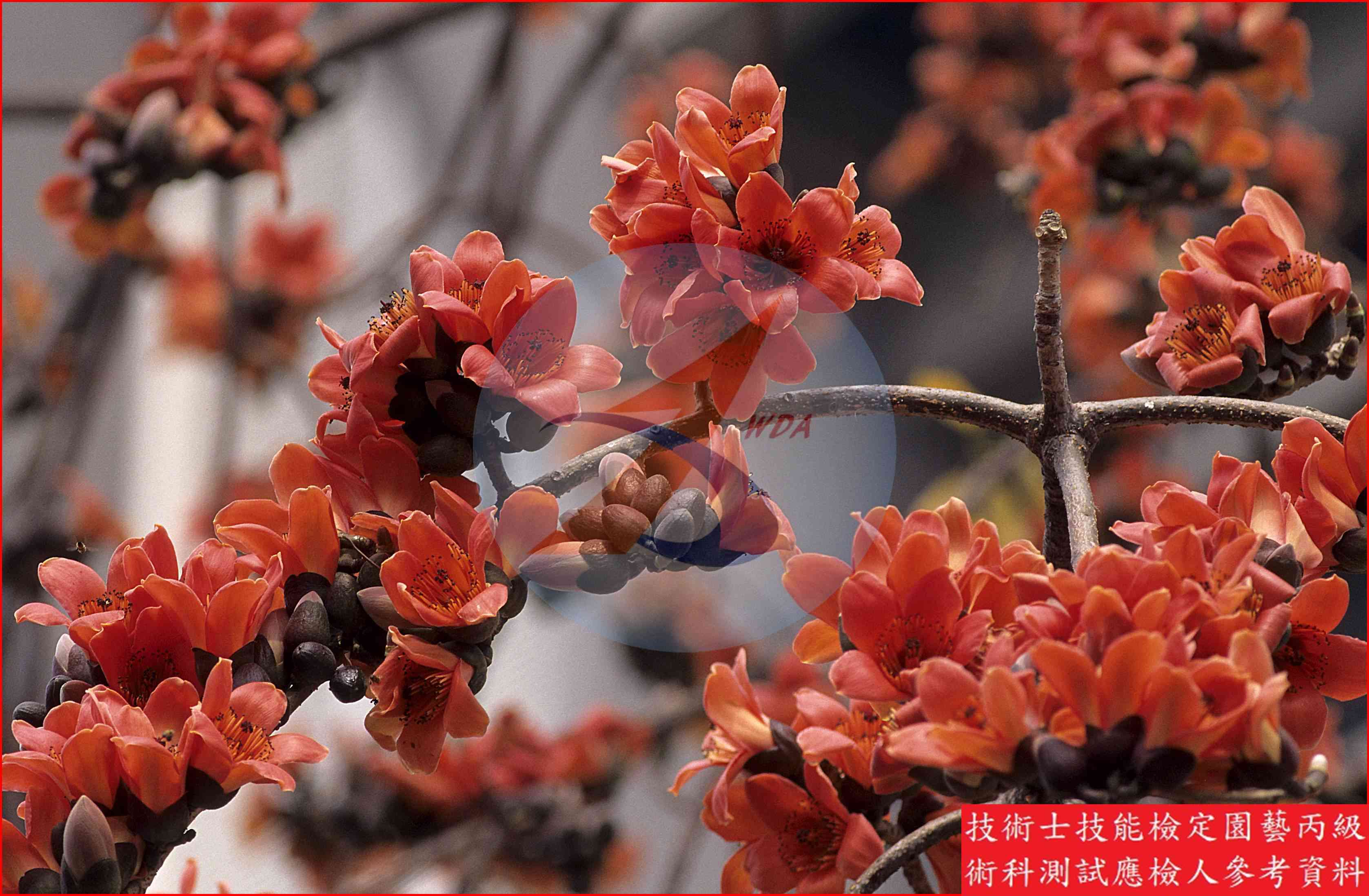 木棉 園藝丙級識別圖片 4