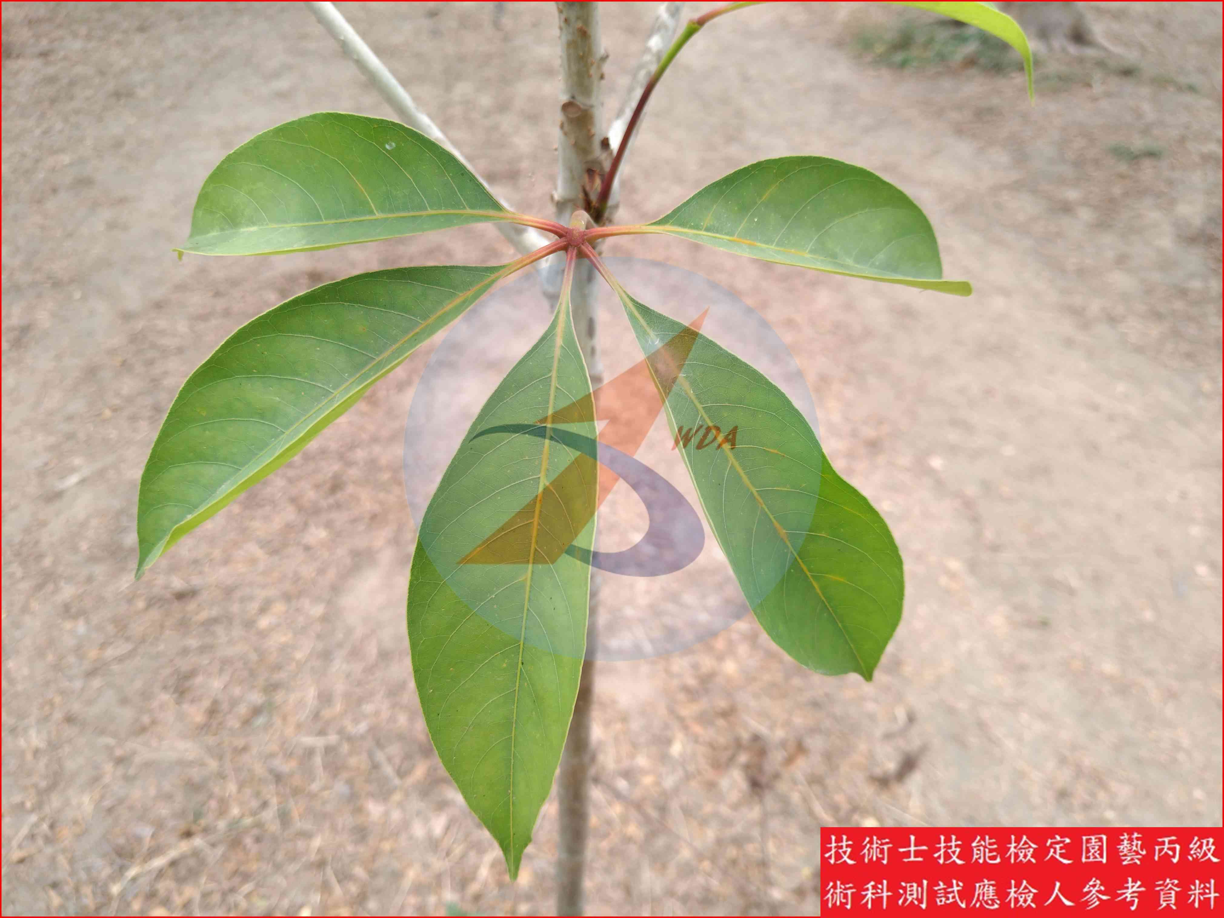 木棉 園藝丙級識別圖片 6