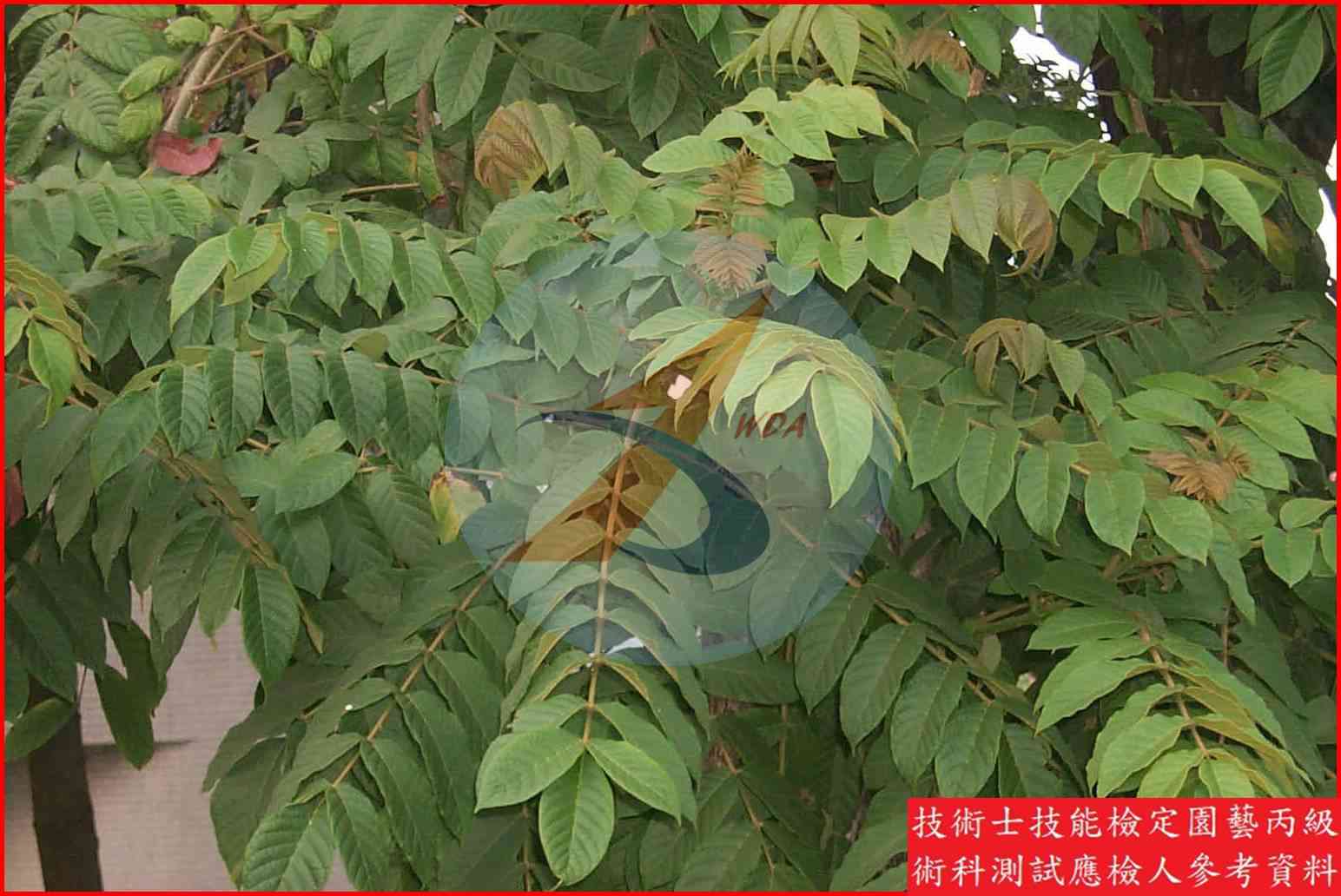 火焰木 園藝丙級識別圖片 5