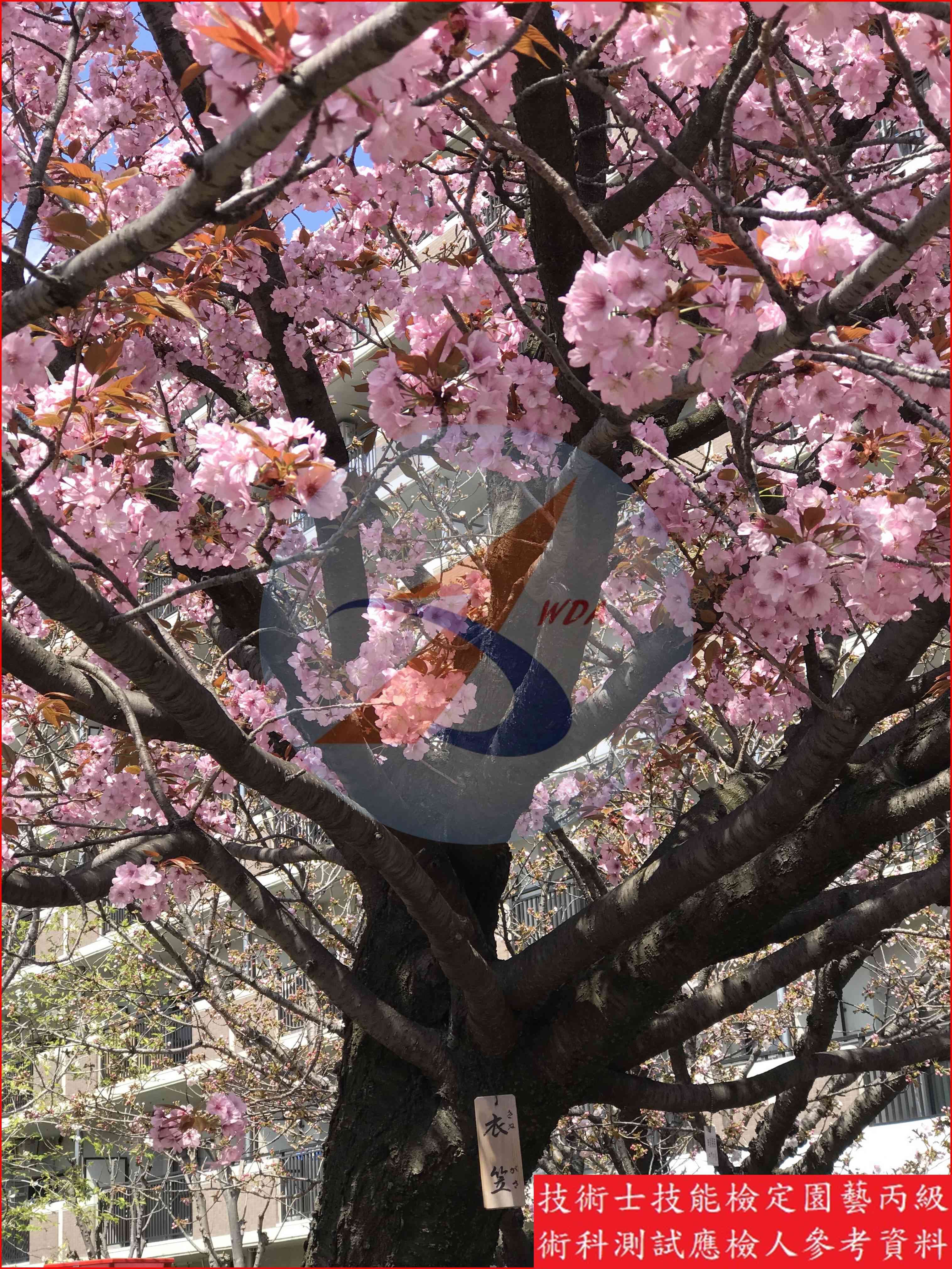 櫻花 園藝丙級識別主圖