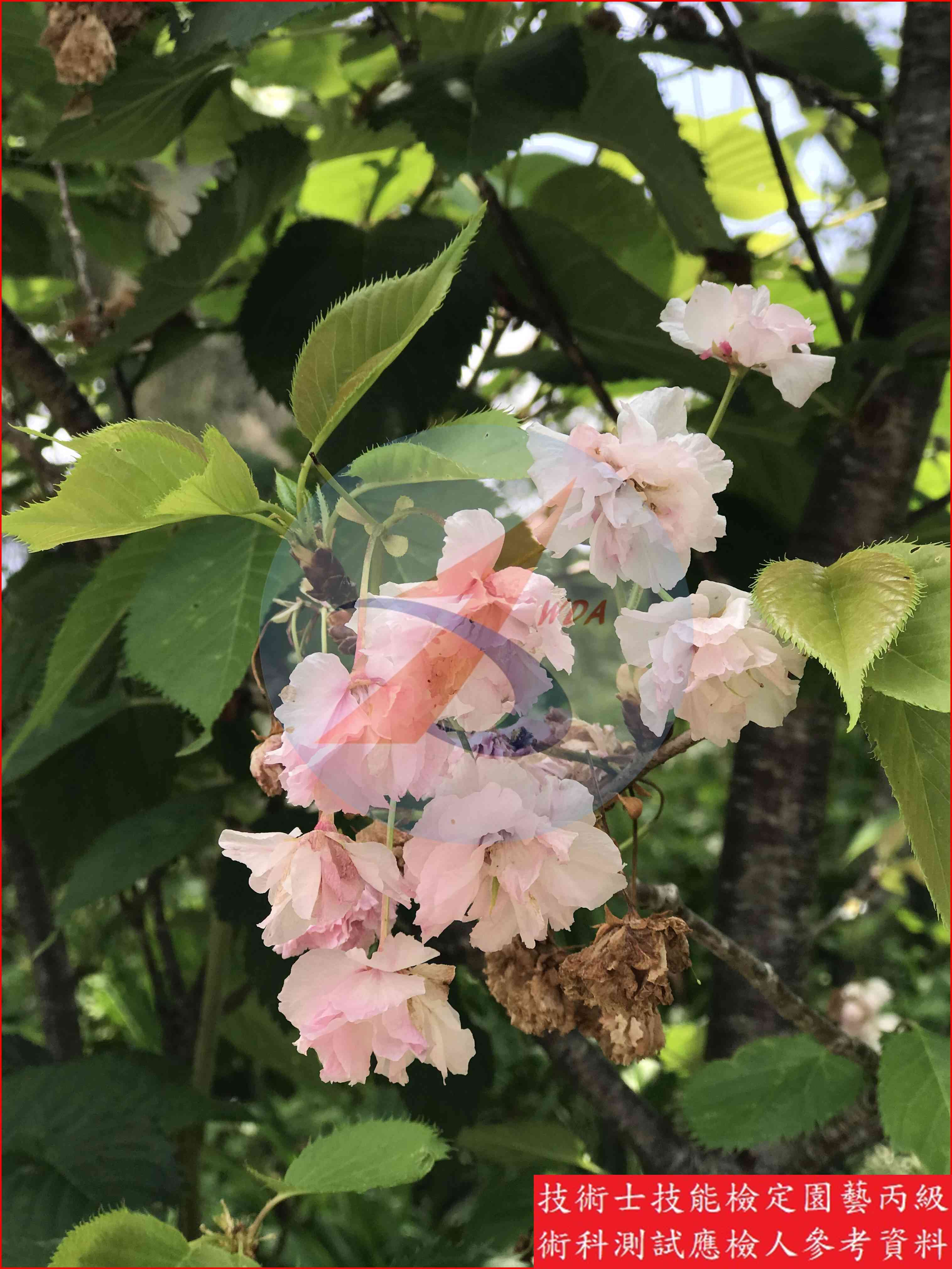 櫻花 園藝丙級識別圖片 13