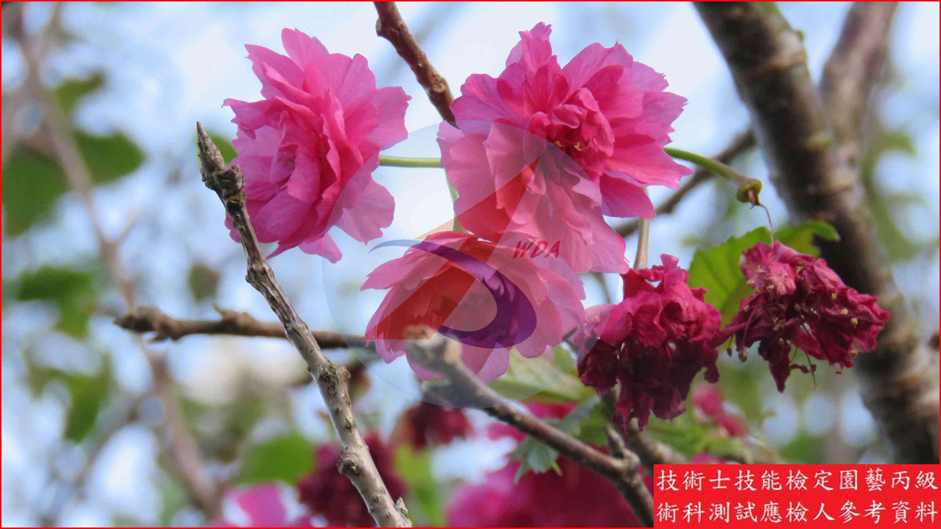 櫻花 園藝丙級識別圖片 14