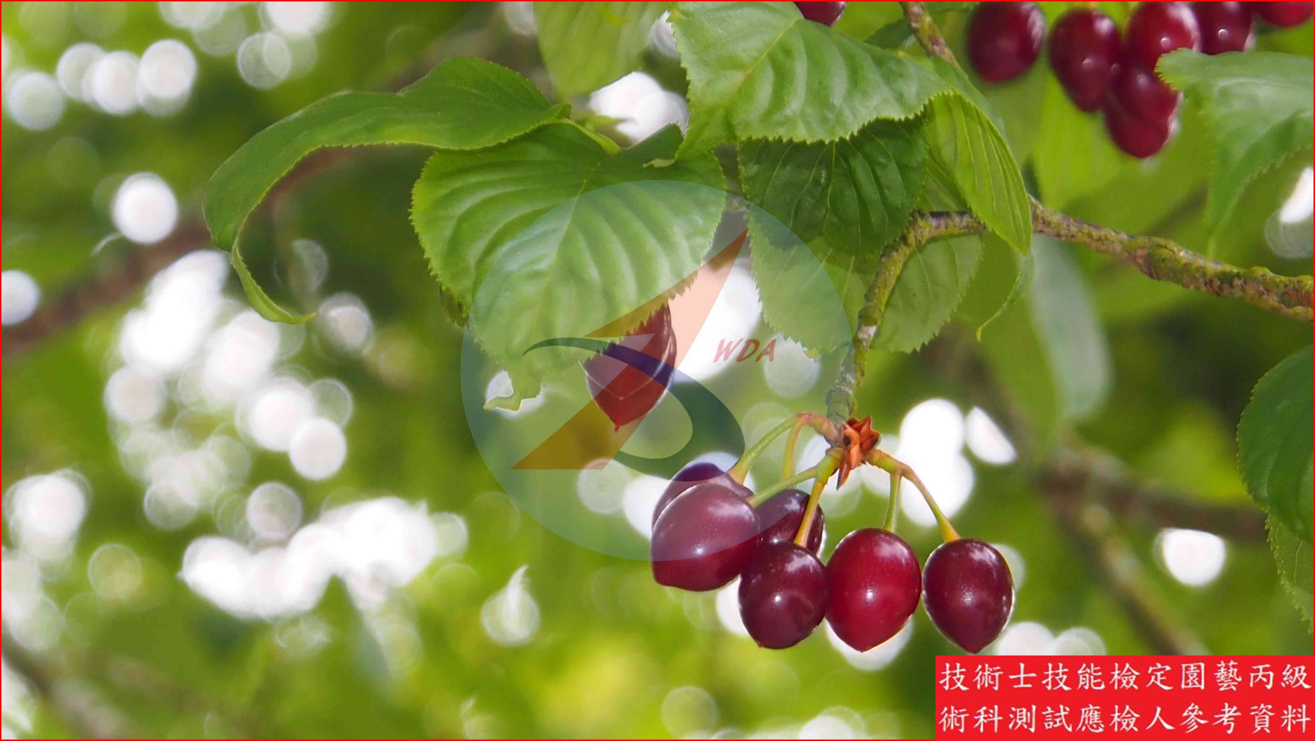 櫻花 園藝丙級識別圖片 2