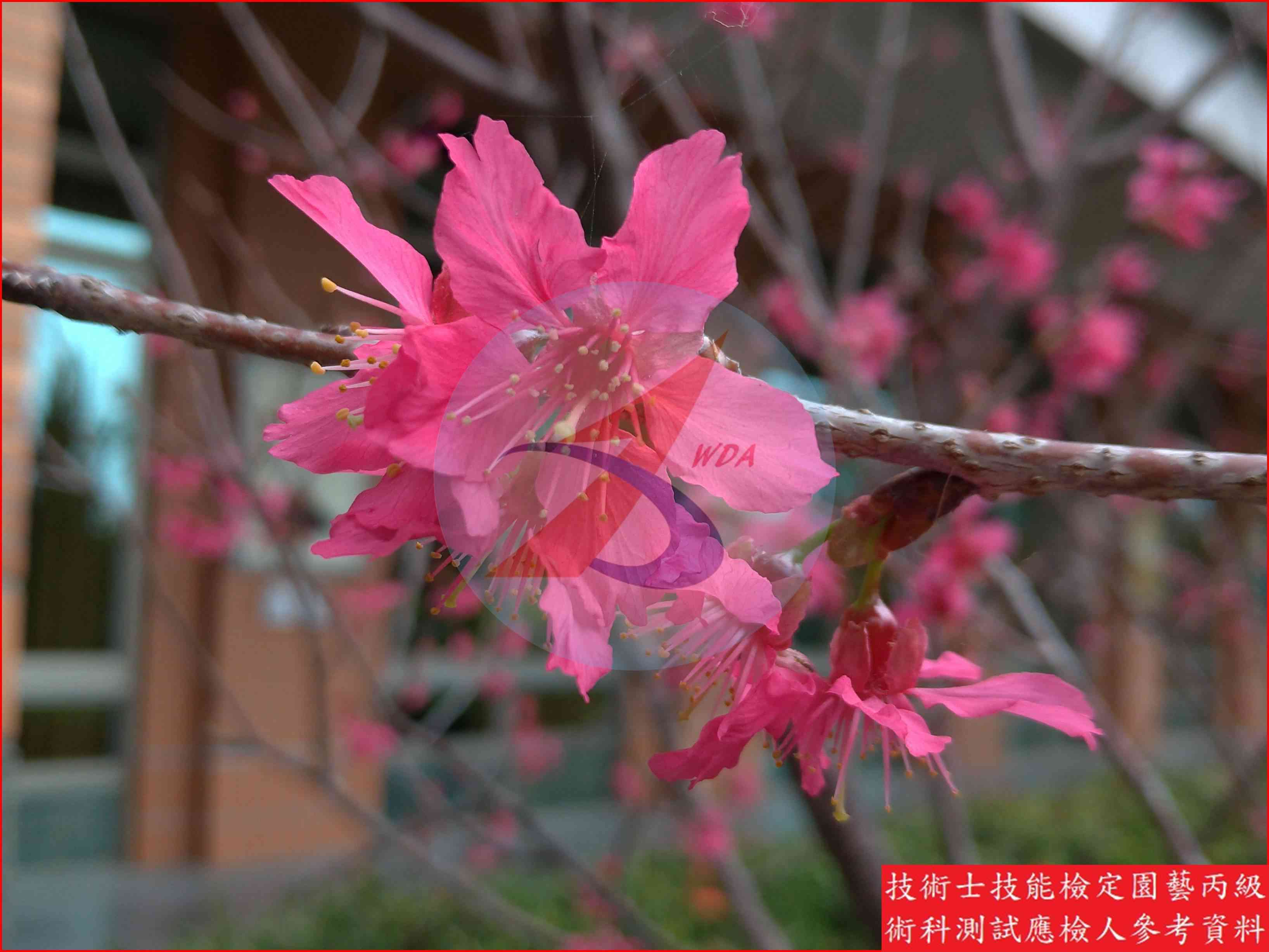 櫻花 園藝丙級識別圖片 3