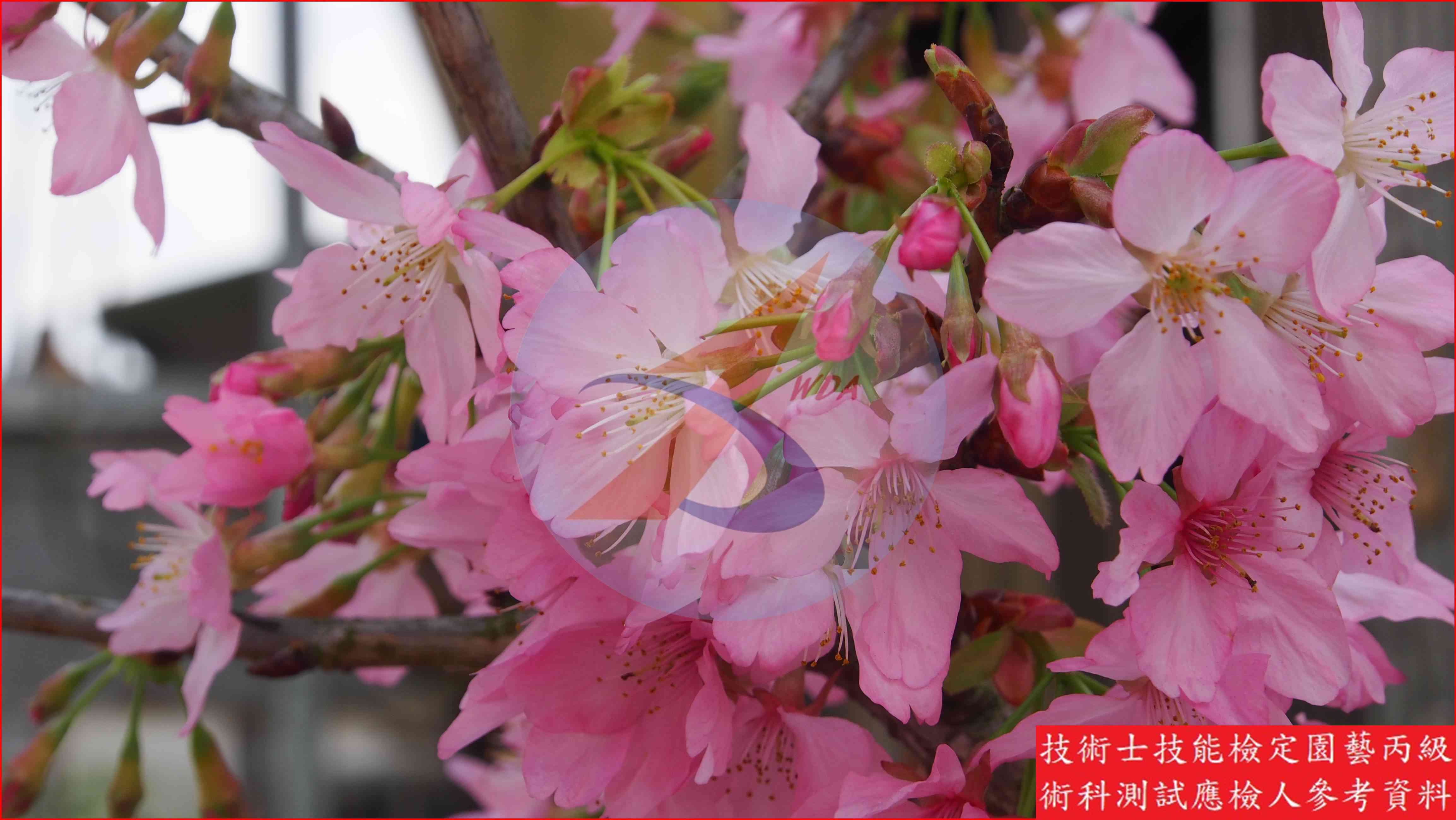 櫻花 園藝丙級識別圖片 4