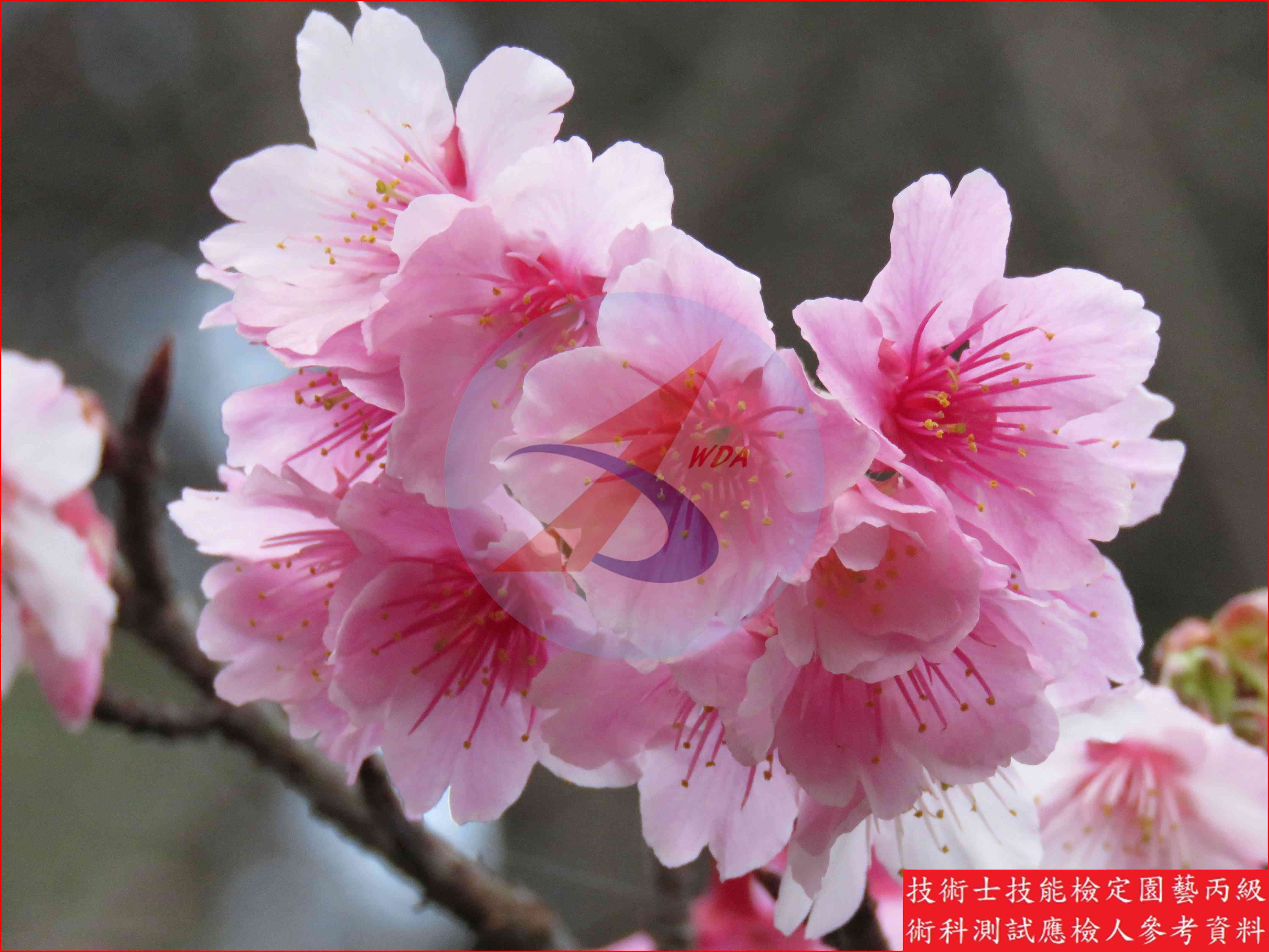 櫻花 園藝丙級識別圖片 5