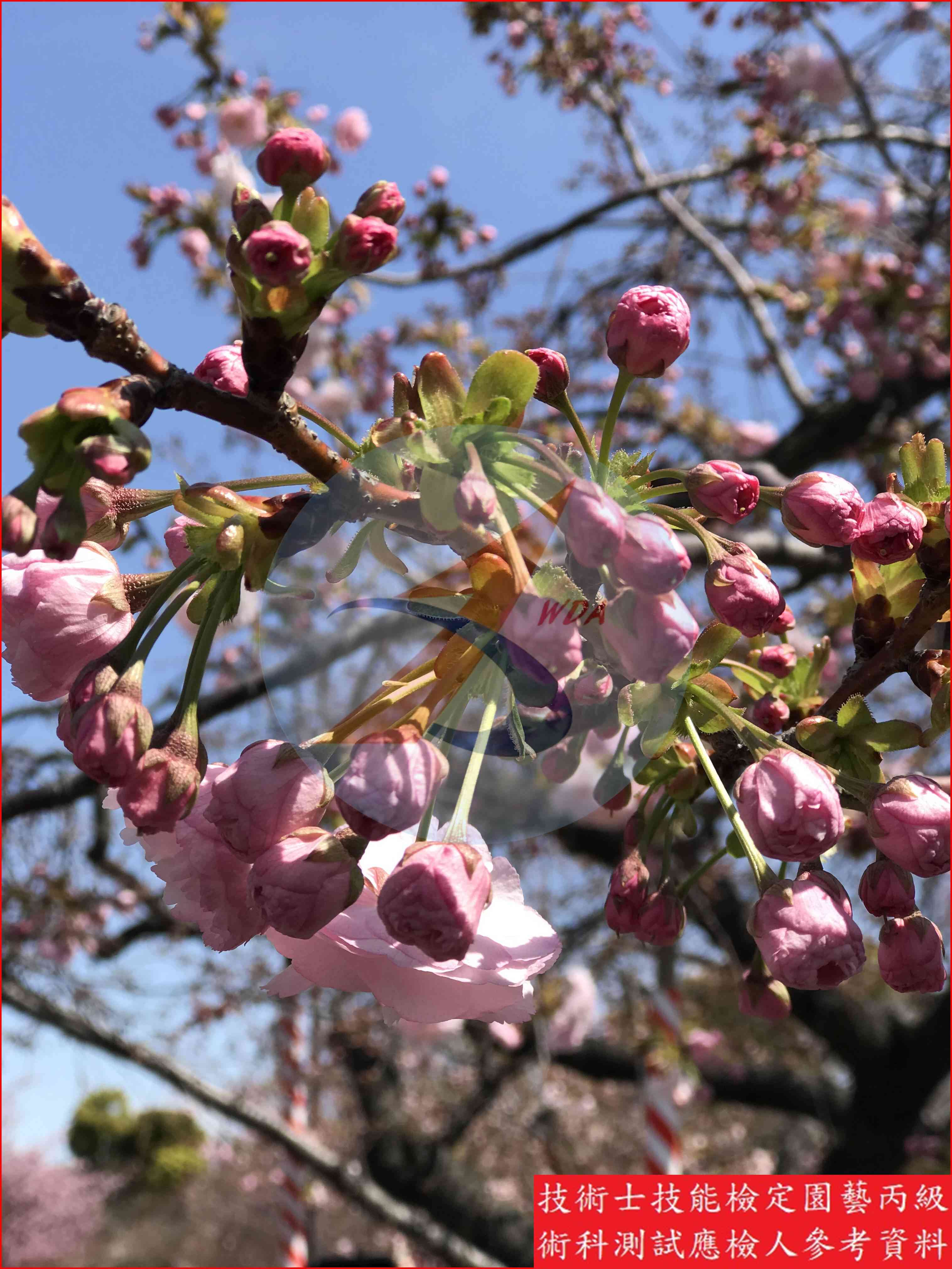 櫻花 園藝丙級識別圖片 6