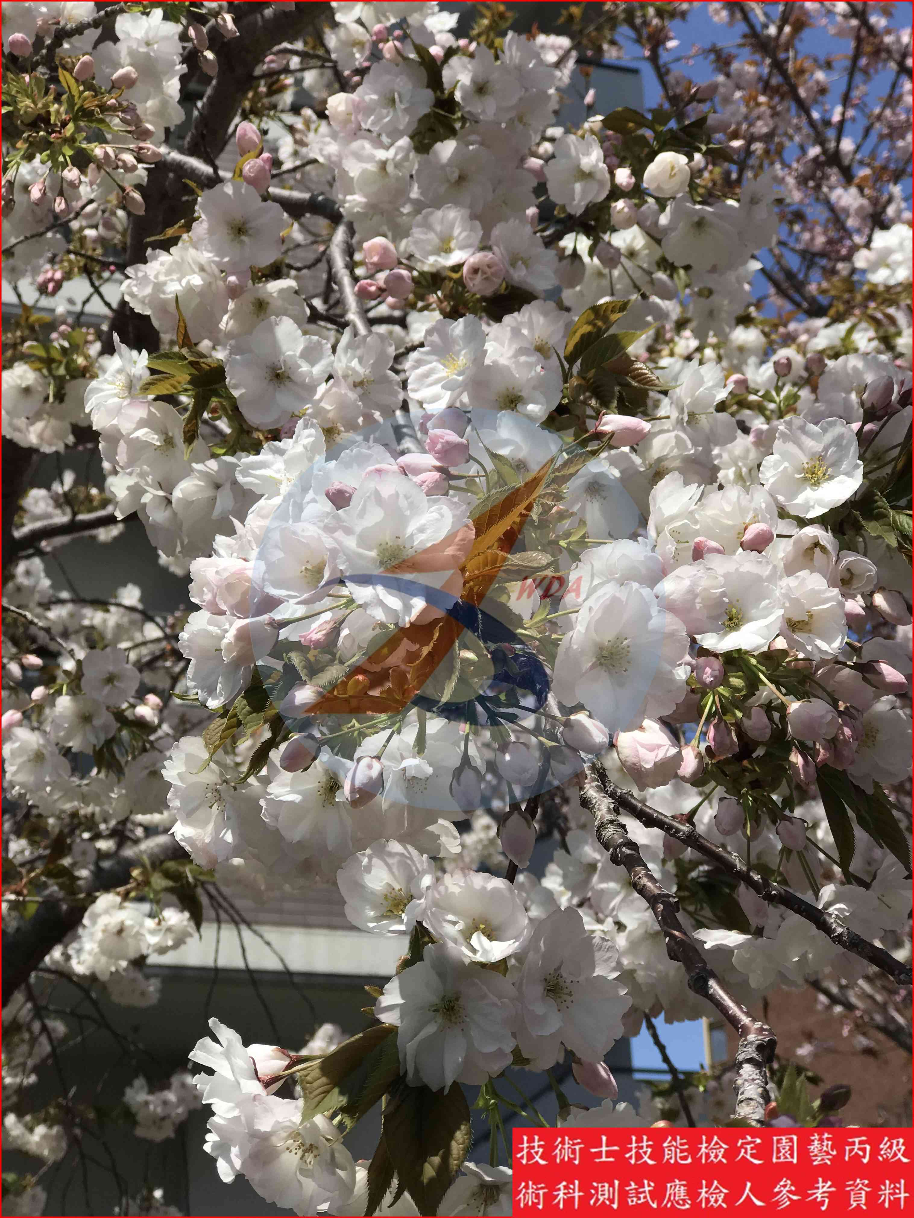 櫻花 園藝丙級識別圖片 7