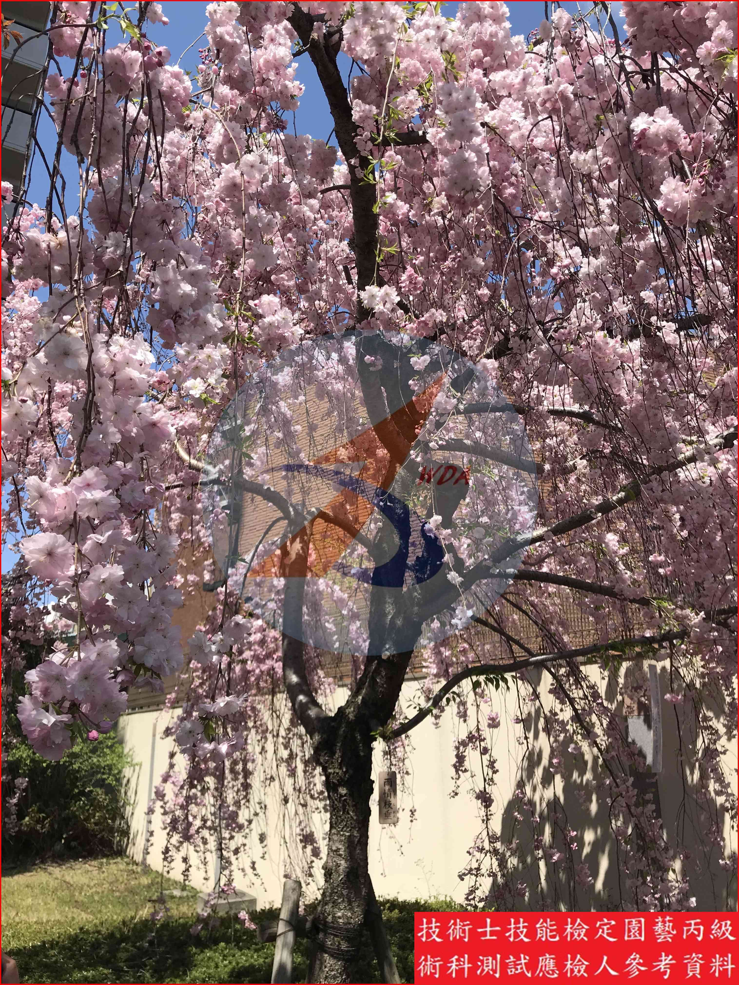 櫻花 園藝丙級識別圖片 8