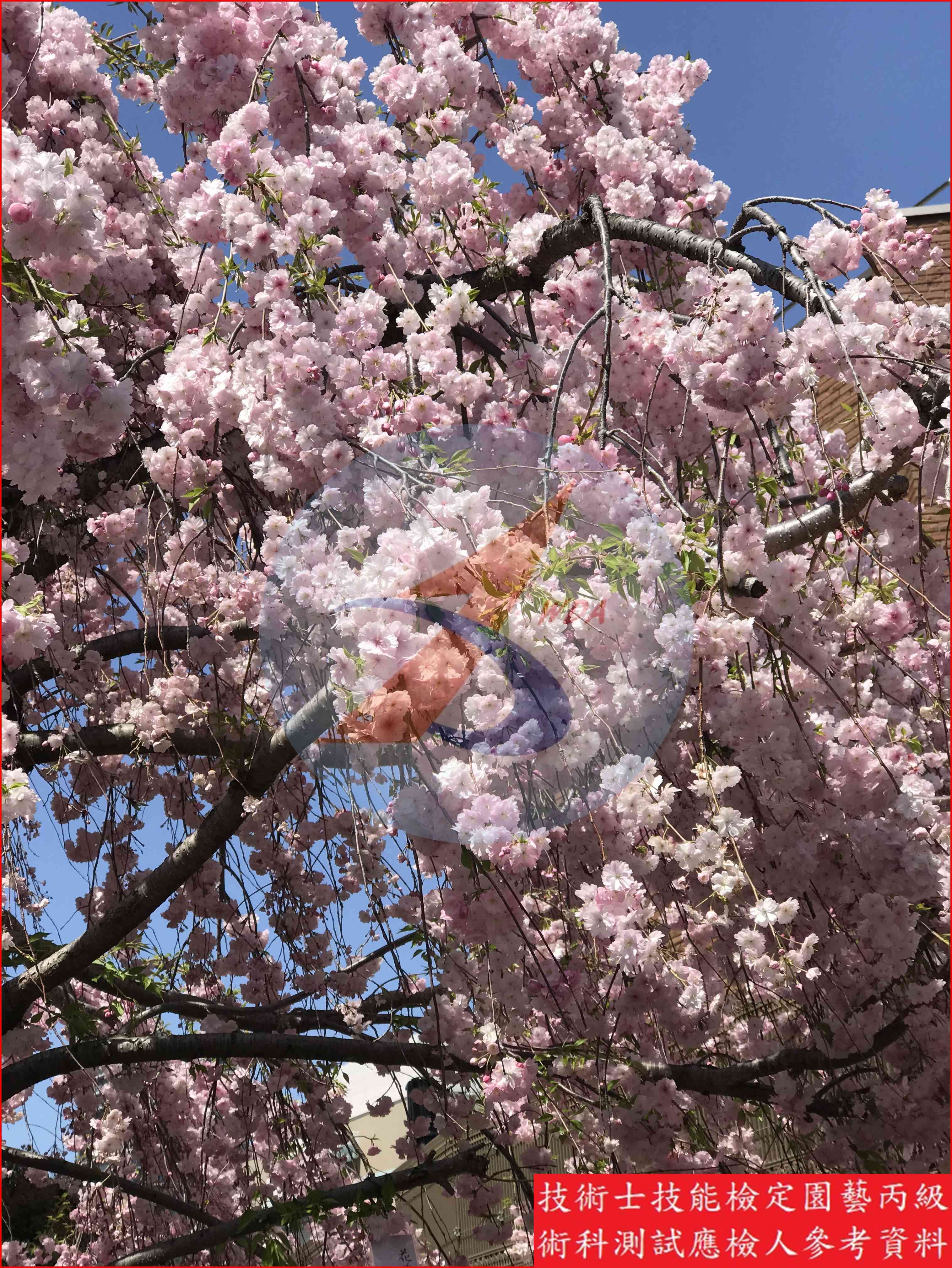 櫻花 園藝丙級識別圖片 9
