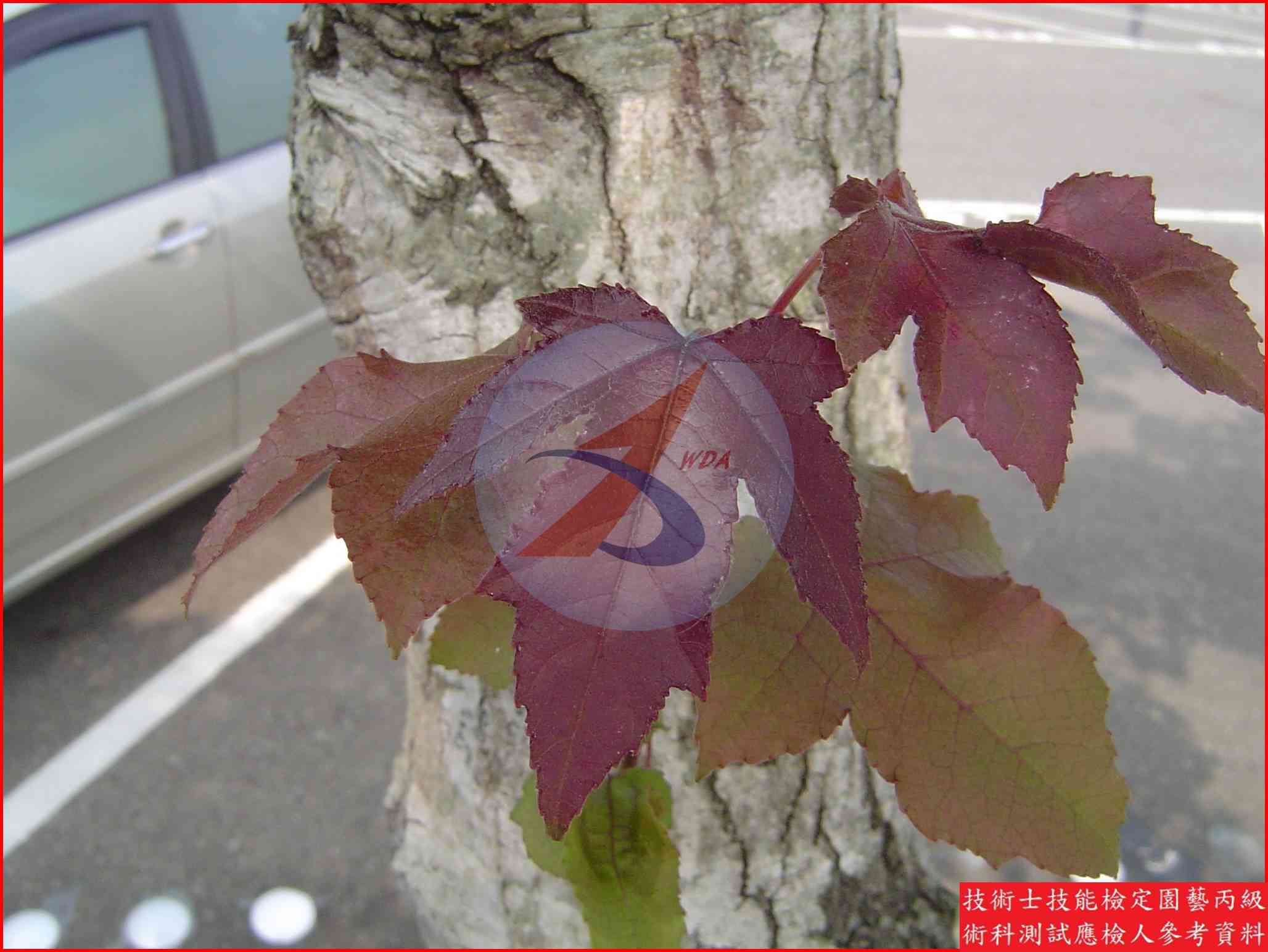 楓香 園藝丙級識別圖片 3