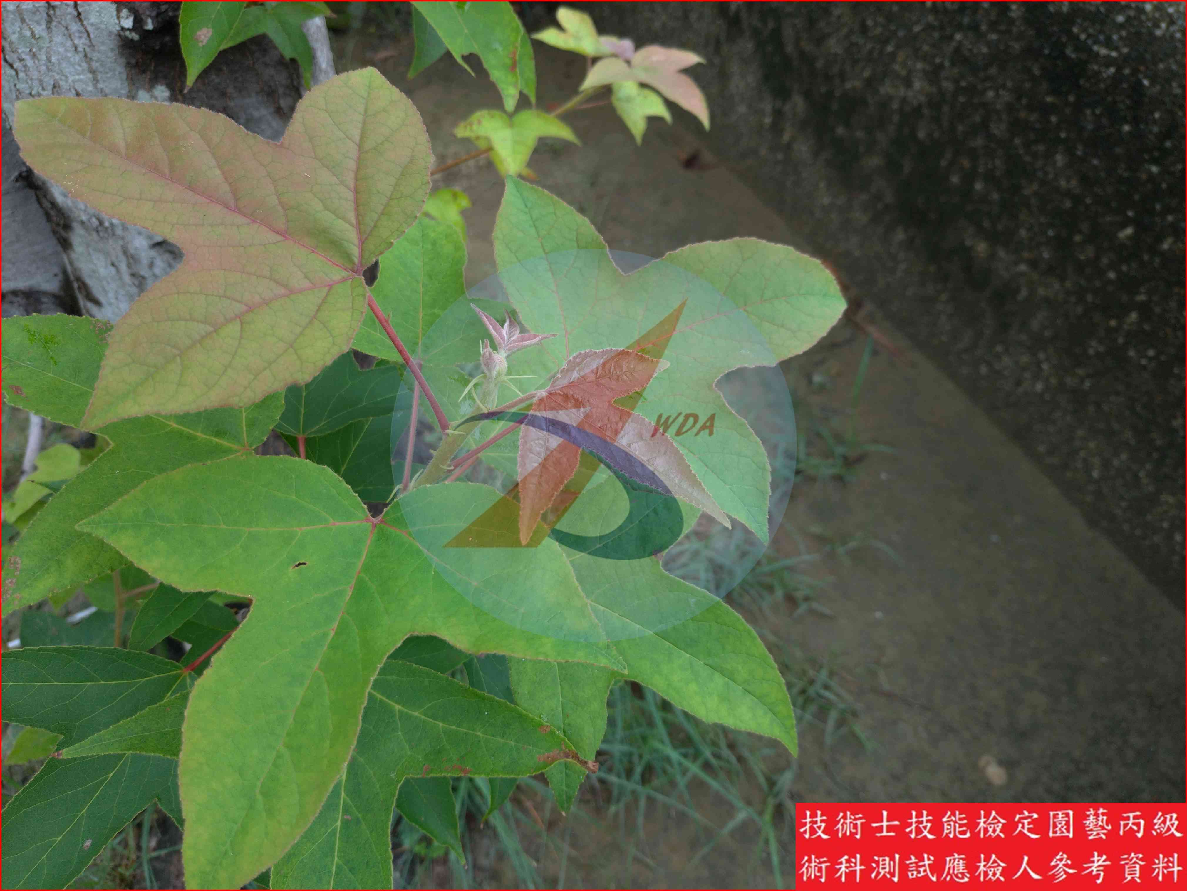 楓香 園藝丙級識別圖片 4