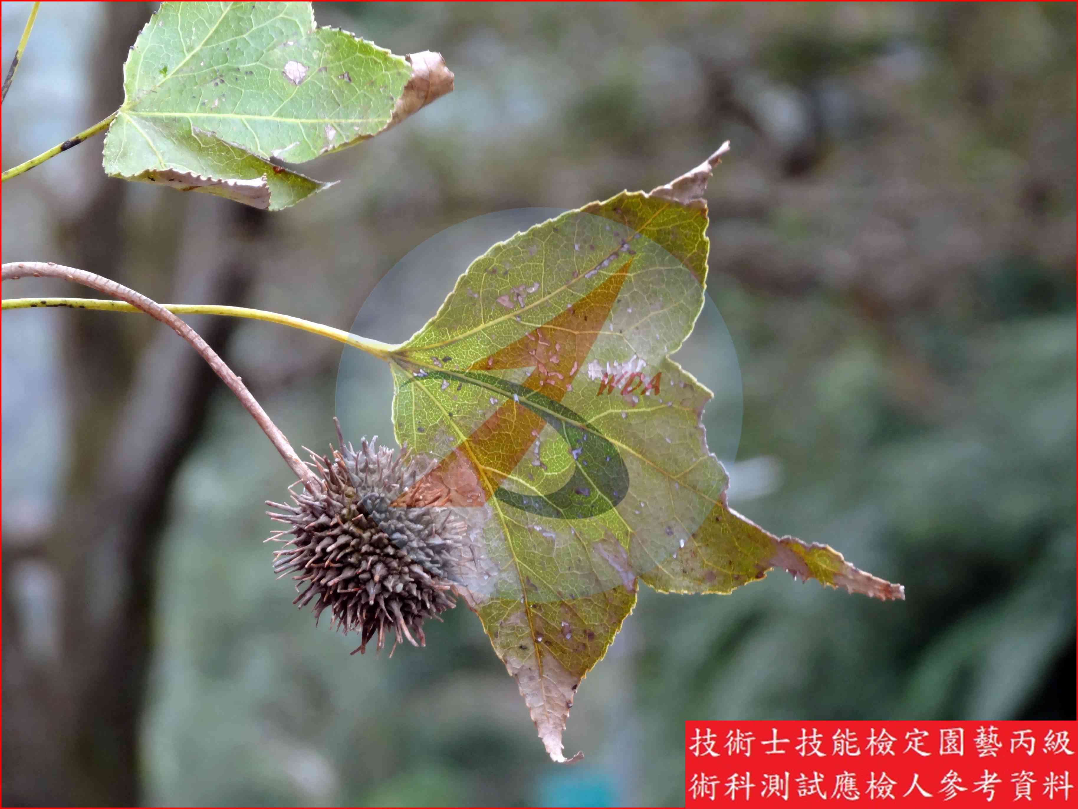 楓香 園藝丙級識別圖片 7