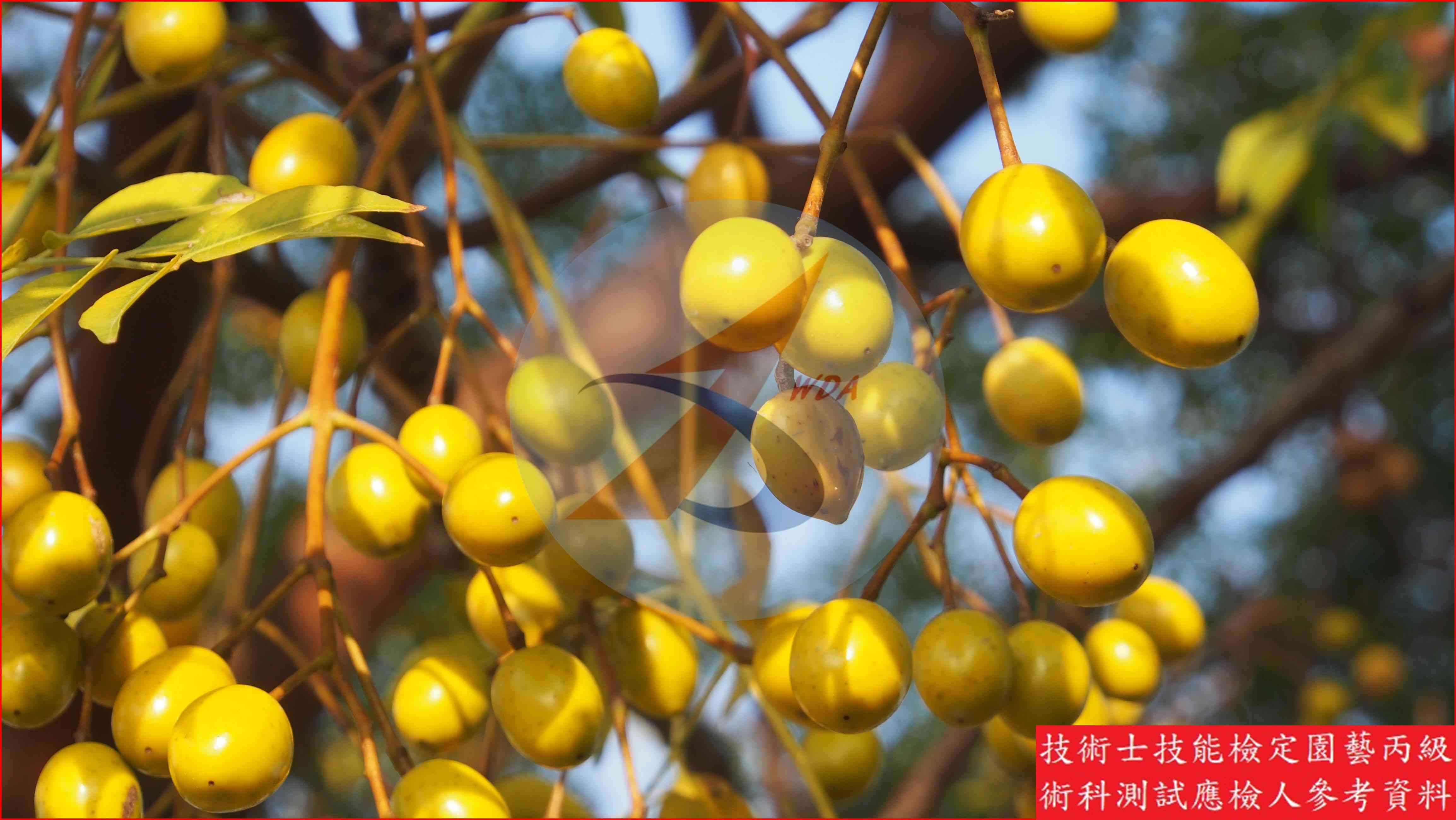 苦楝 園藝丙級識別圖片 2