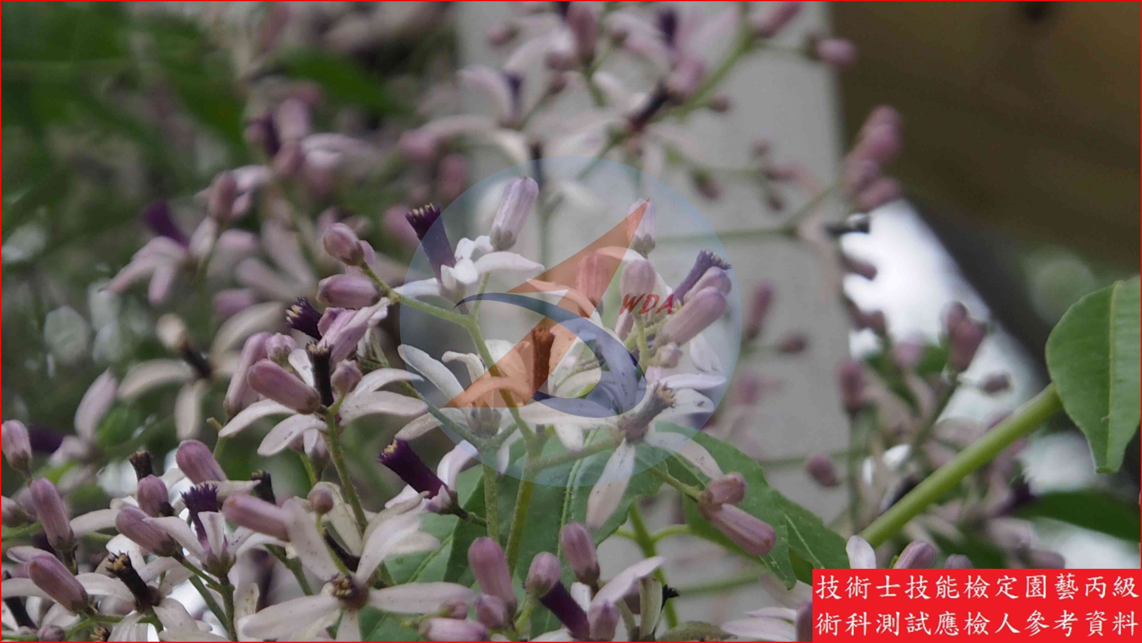 苦楝 園藝丙級識別圖片 3