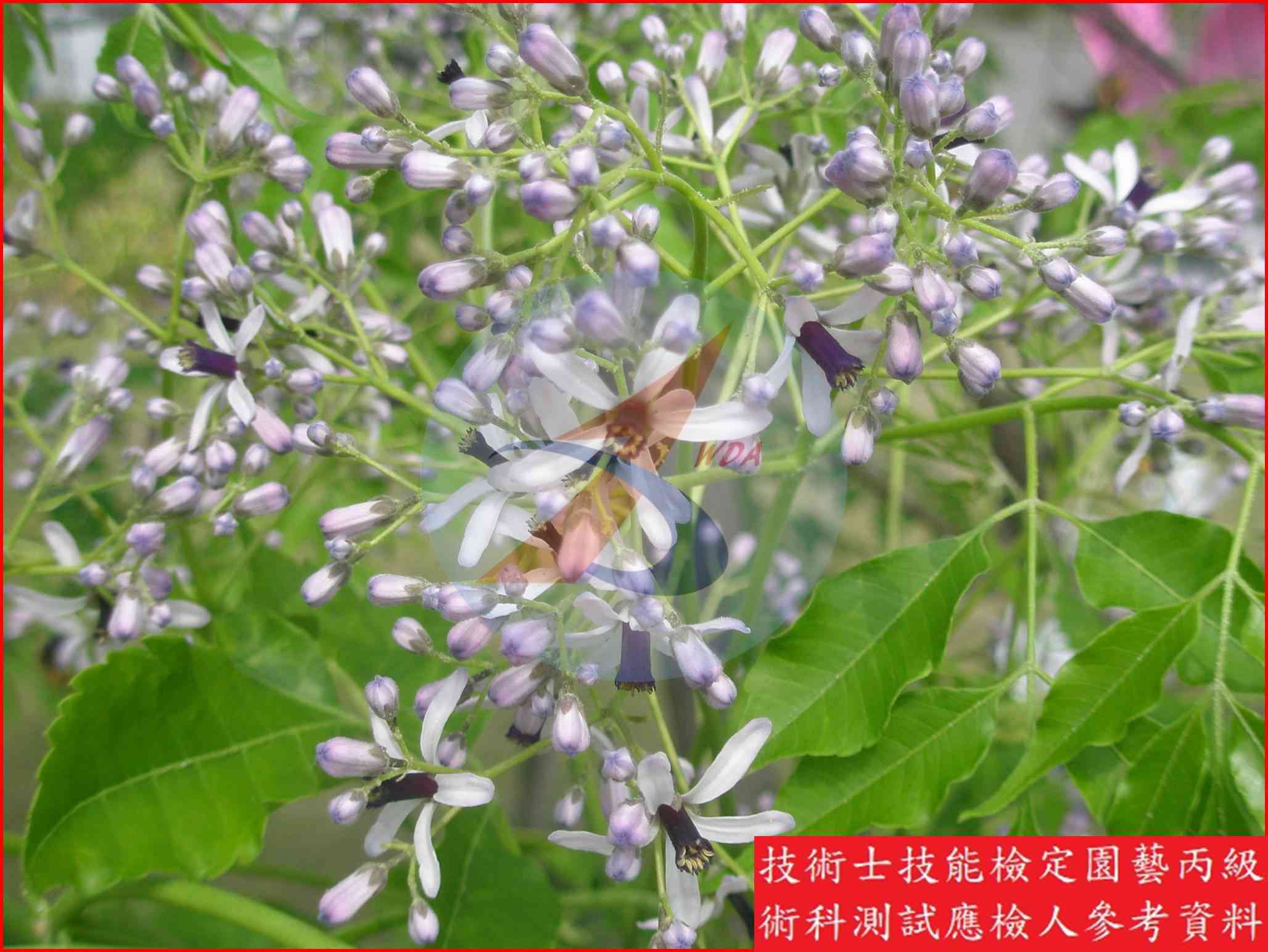 苦楝 園藝丙級識別圖片 4