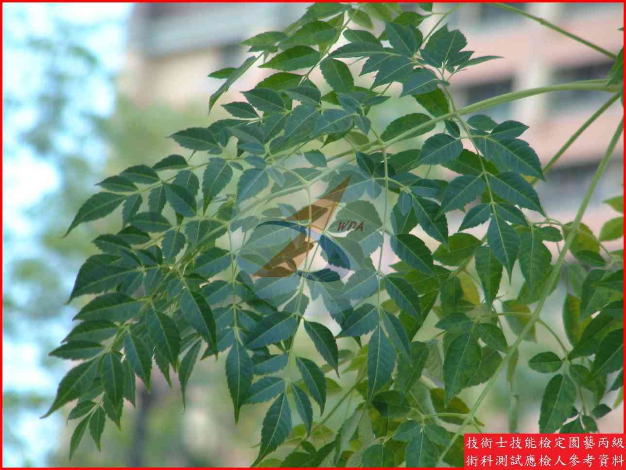 苦楝 園藝丙級識別圖片 5
