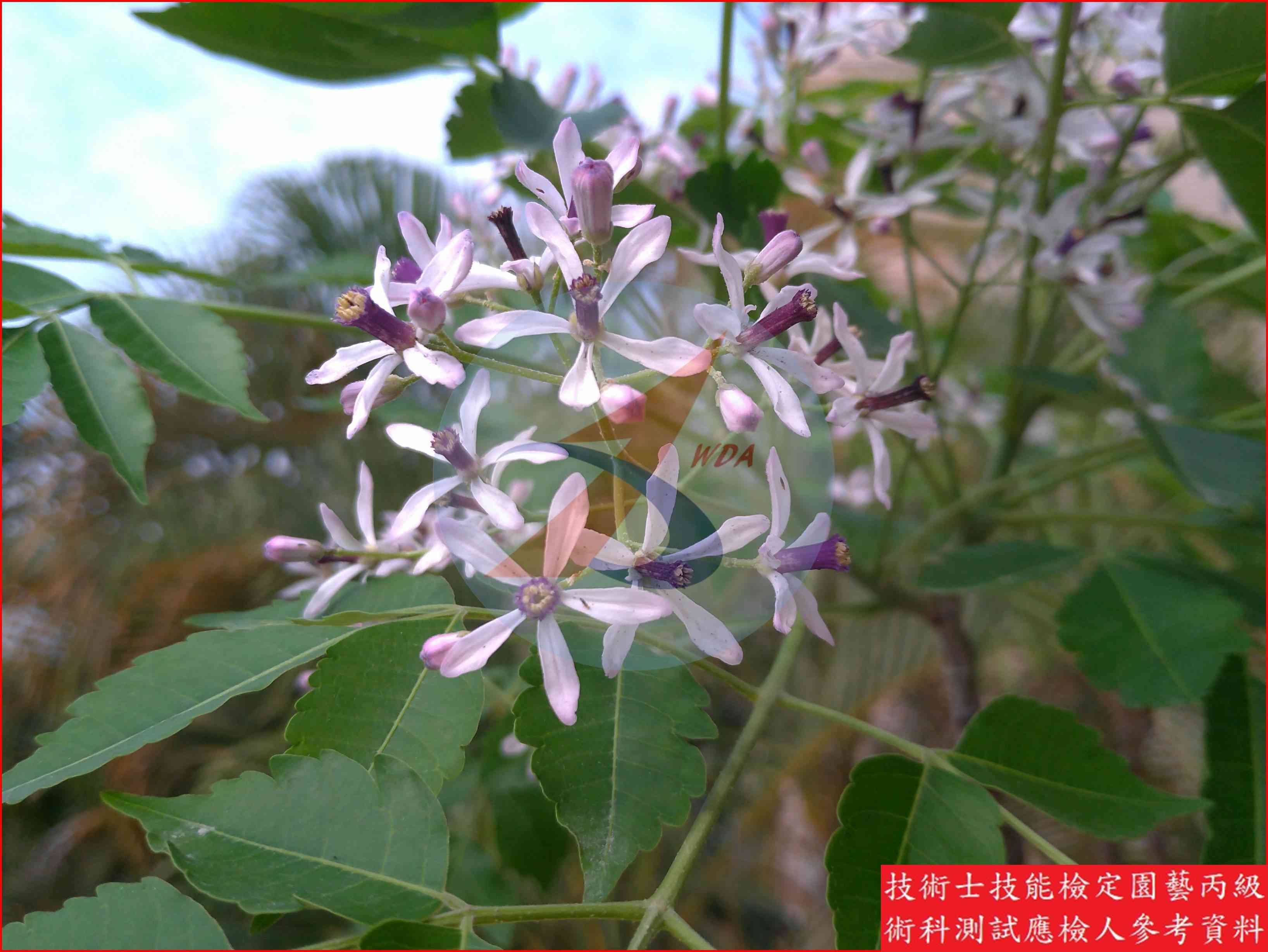 苦楝 園藝丙級識別圖片 6