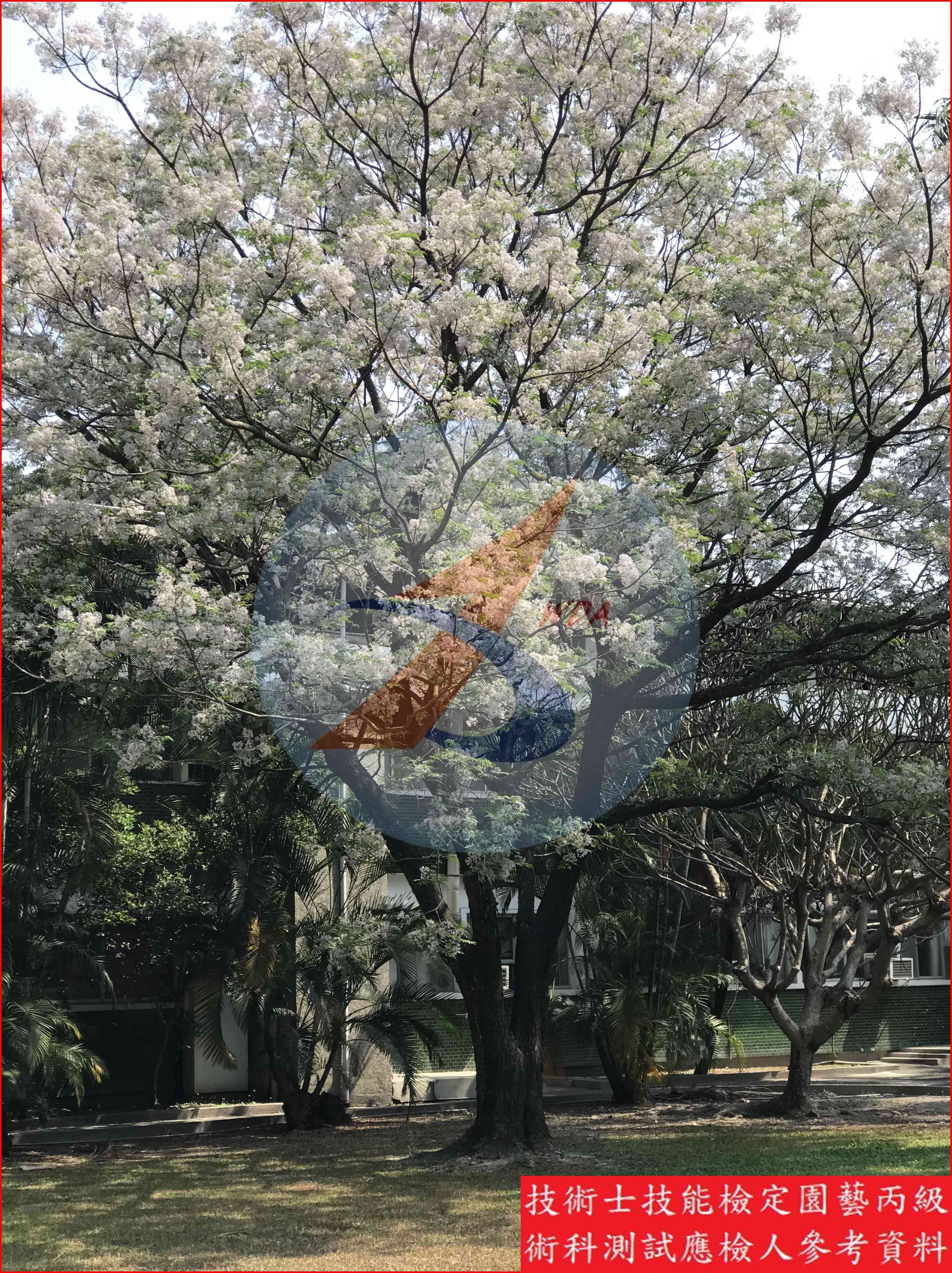 苦楝 園藝丙級識別圖片 7