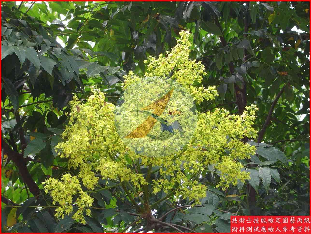 台灣欒樹 園藝丙級辨識圖片