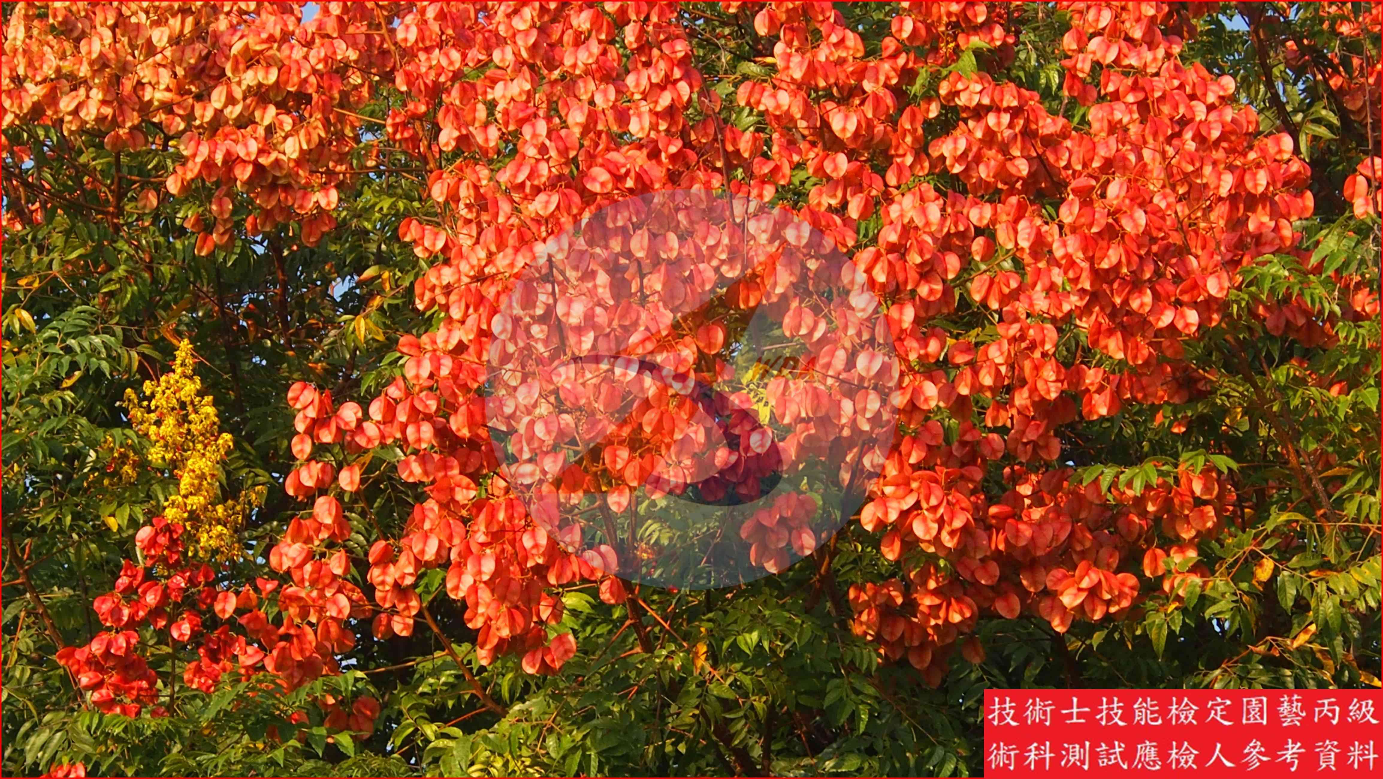 台灣欒樹 園藝丙級識別圖片 3