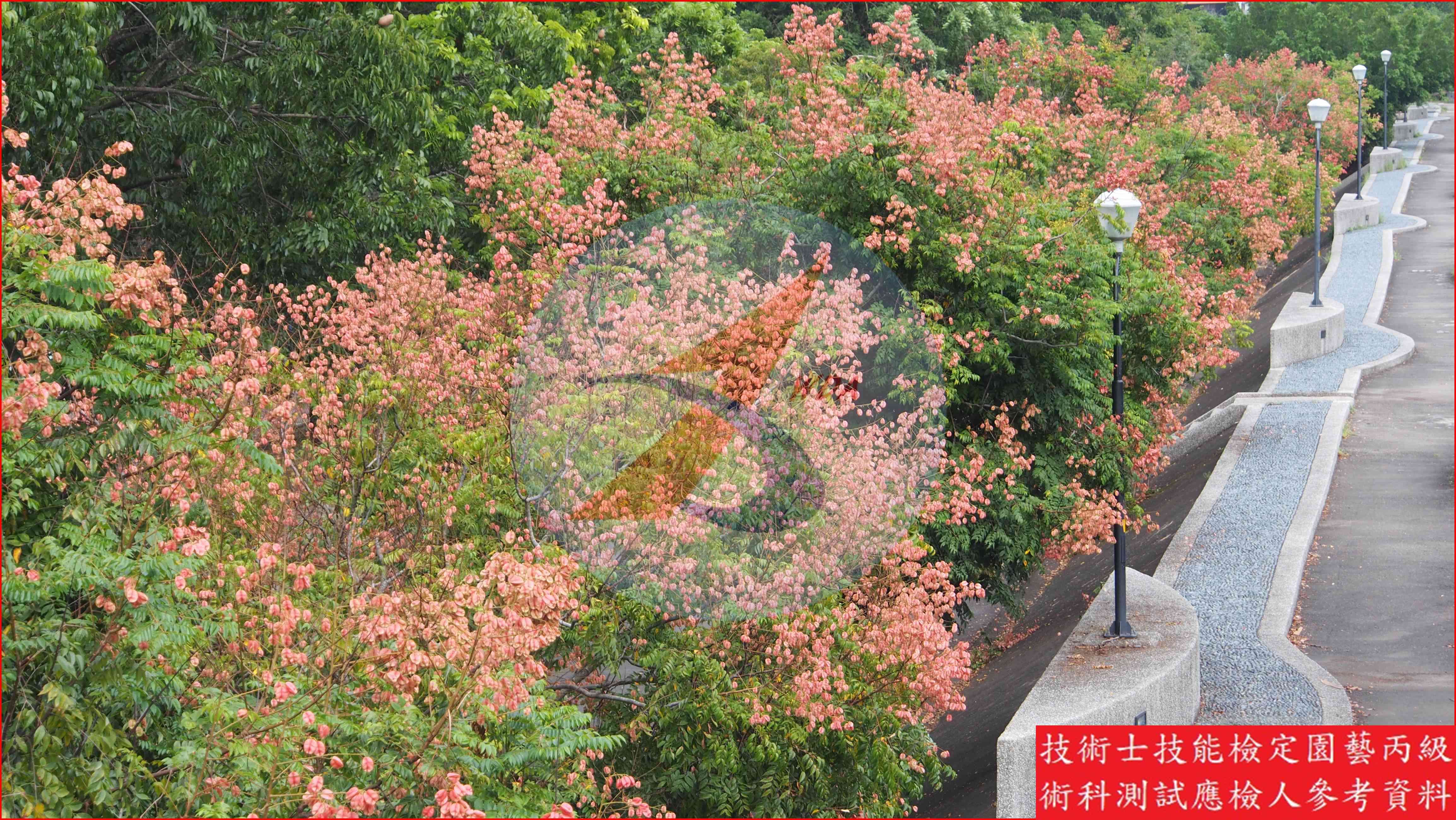 台灣欒樹 園藝丙級識別圖片 4