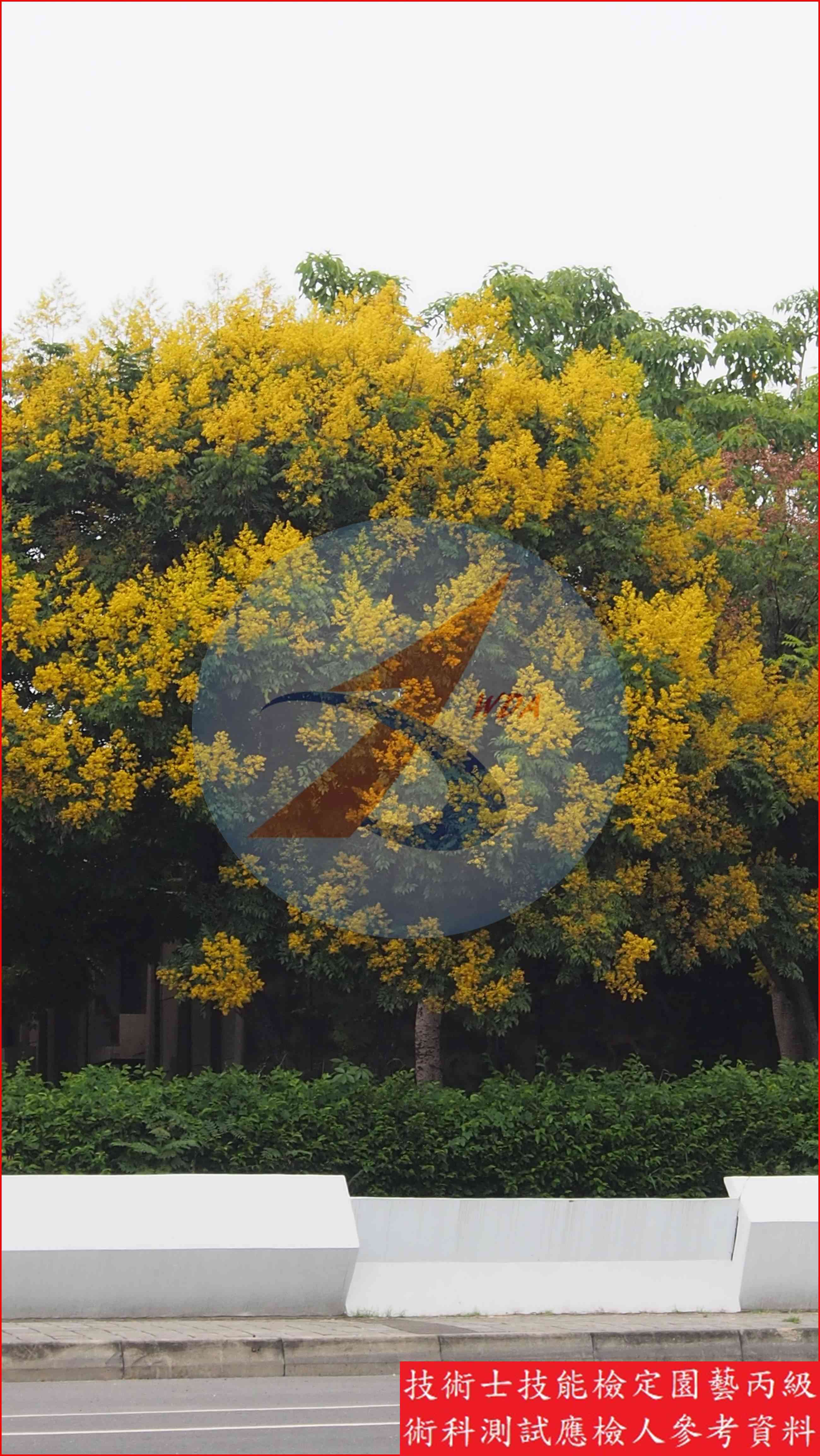 台灣欒樹 園藝丙級識別圖片 5