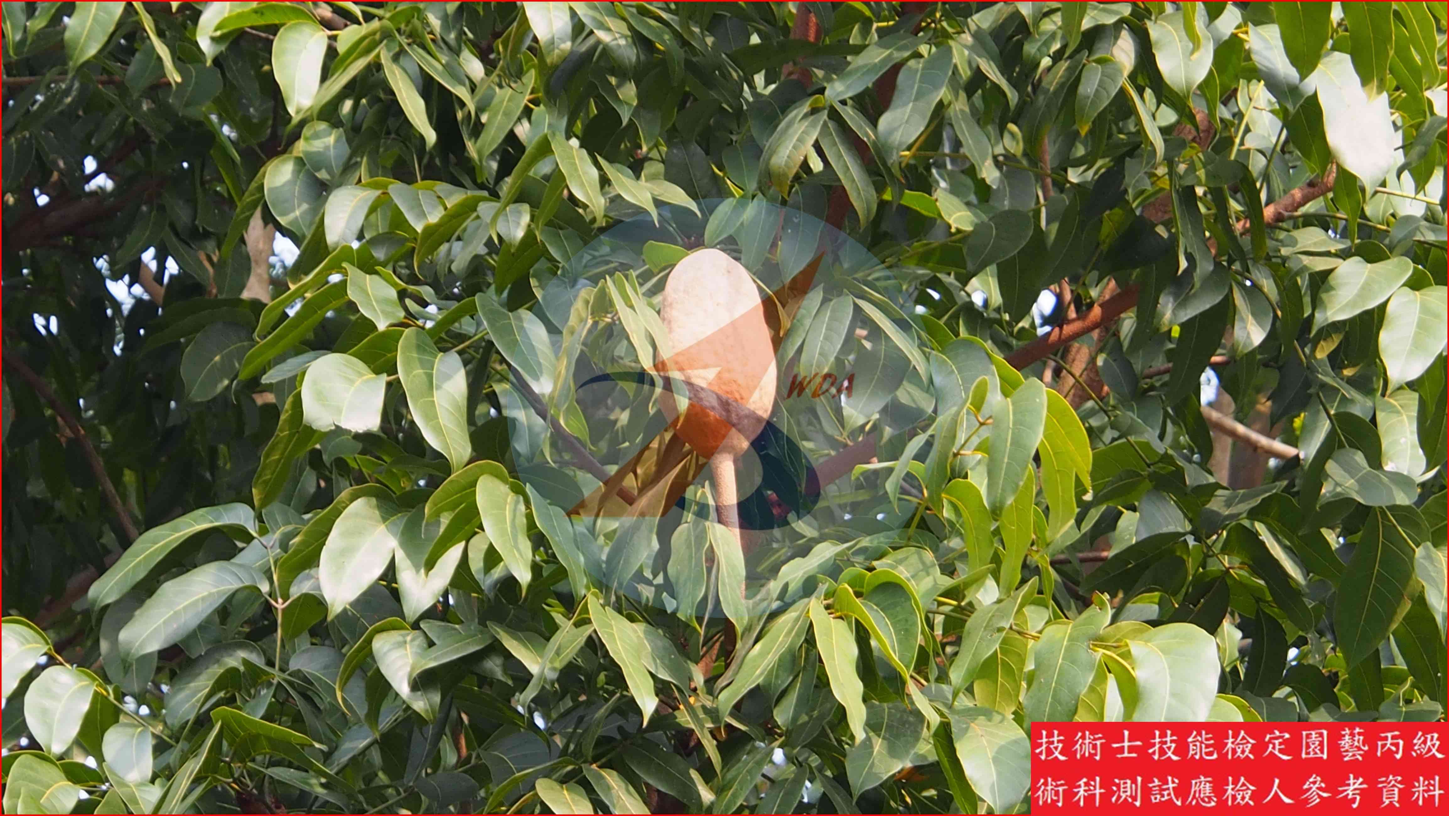 桃花心木 園藝丙級識別圖片 2