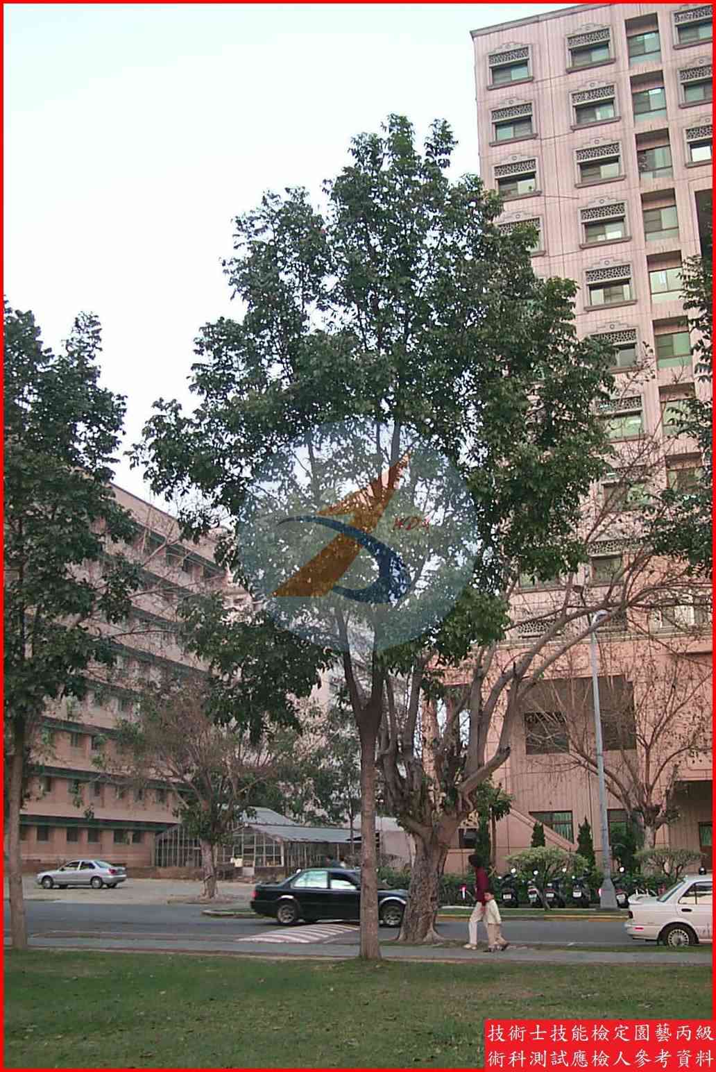 桃花心木 園藝丙級識別圖片 3
