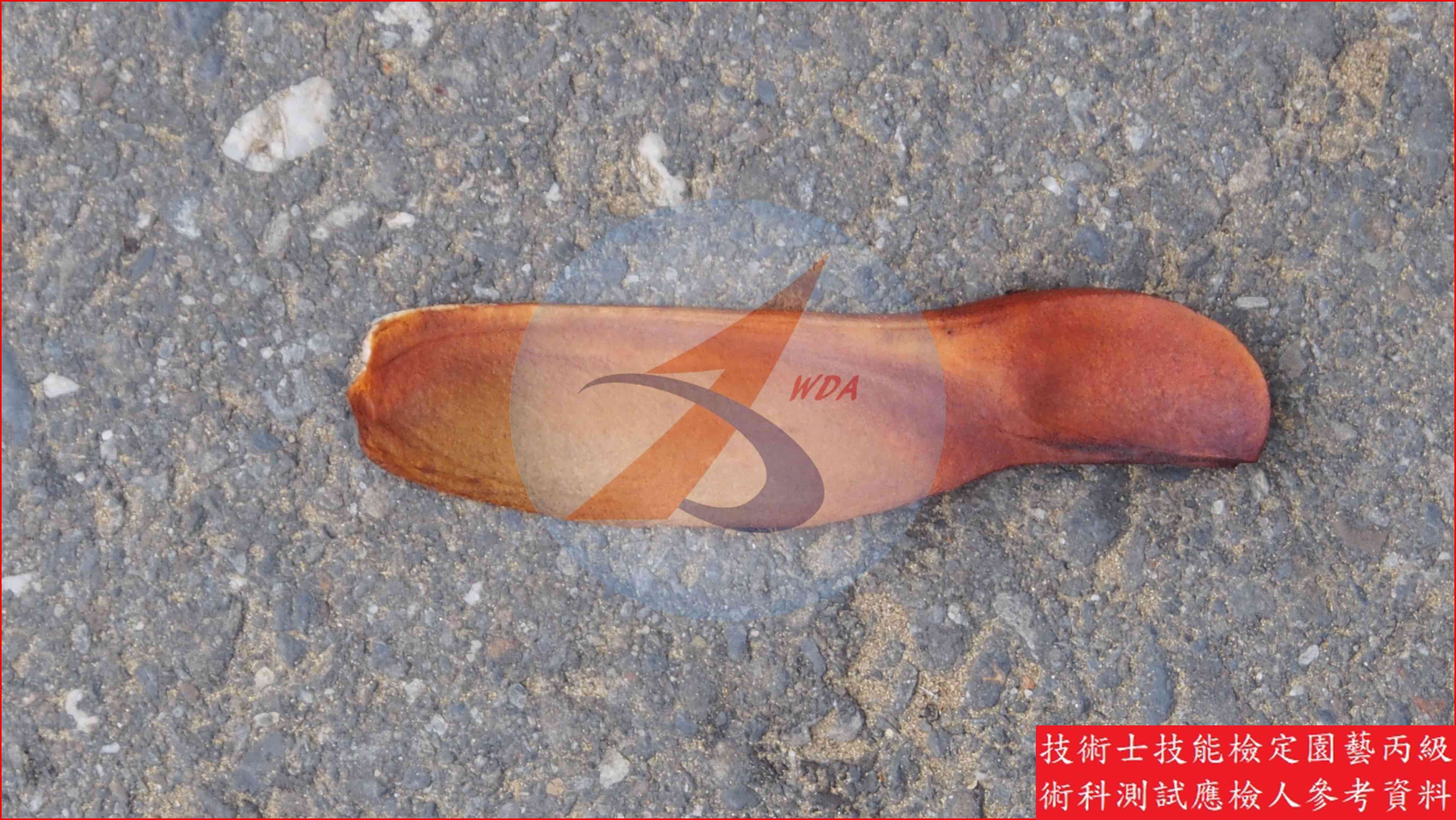 桃花心木 園藝丙級識別圖片 4