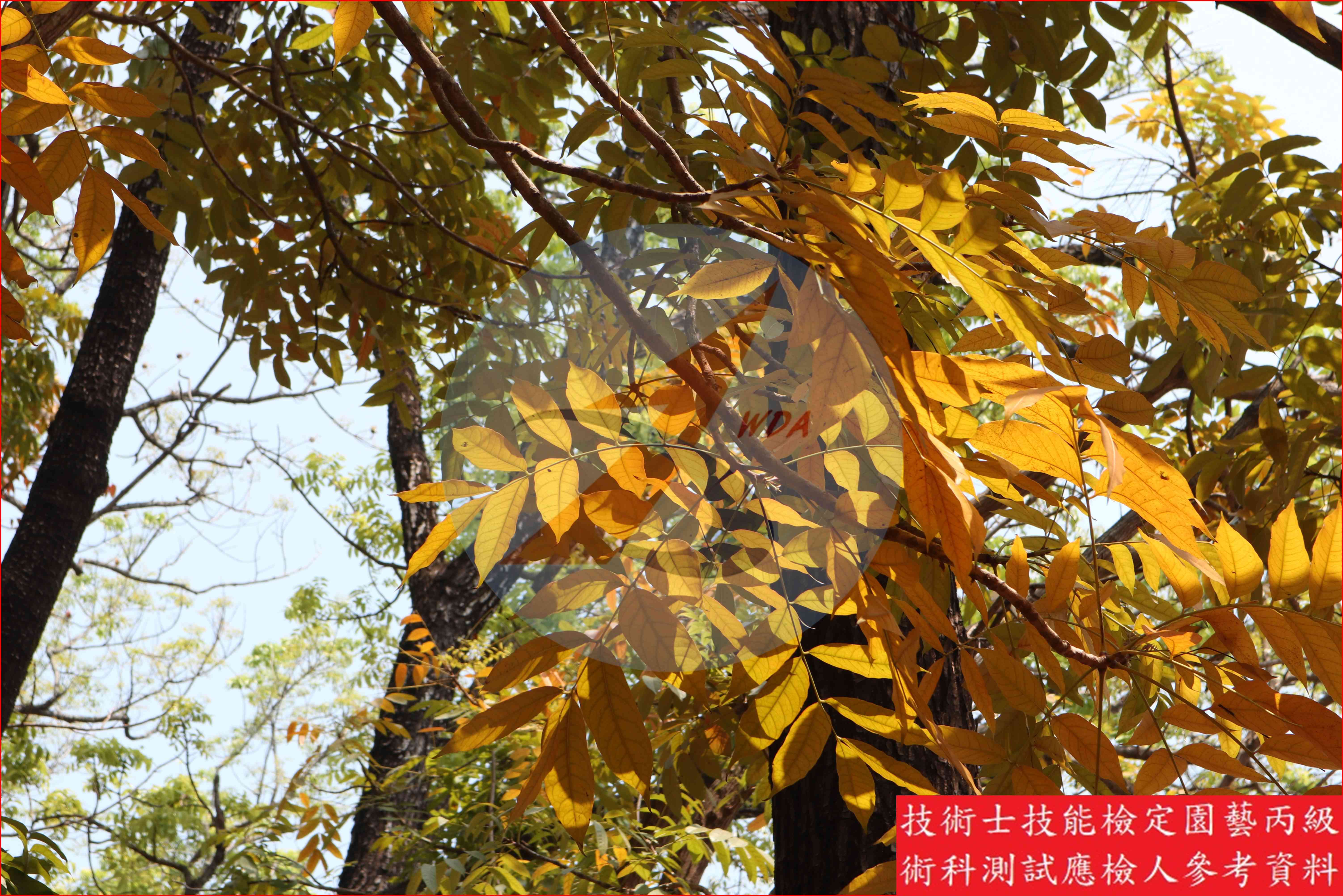 桃花心木 園藝丙級識別圖片 5