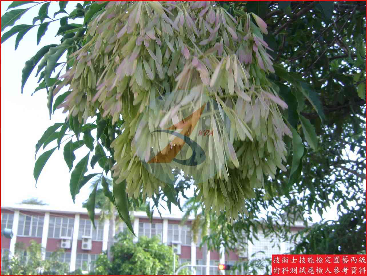 光蠟樹 園藝丙級識別圖片 5