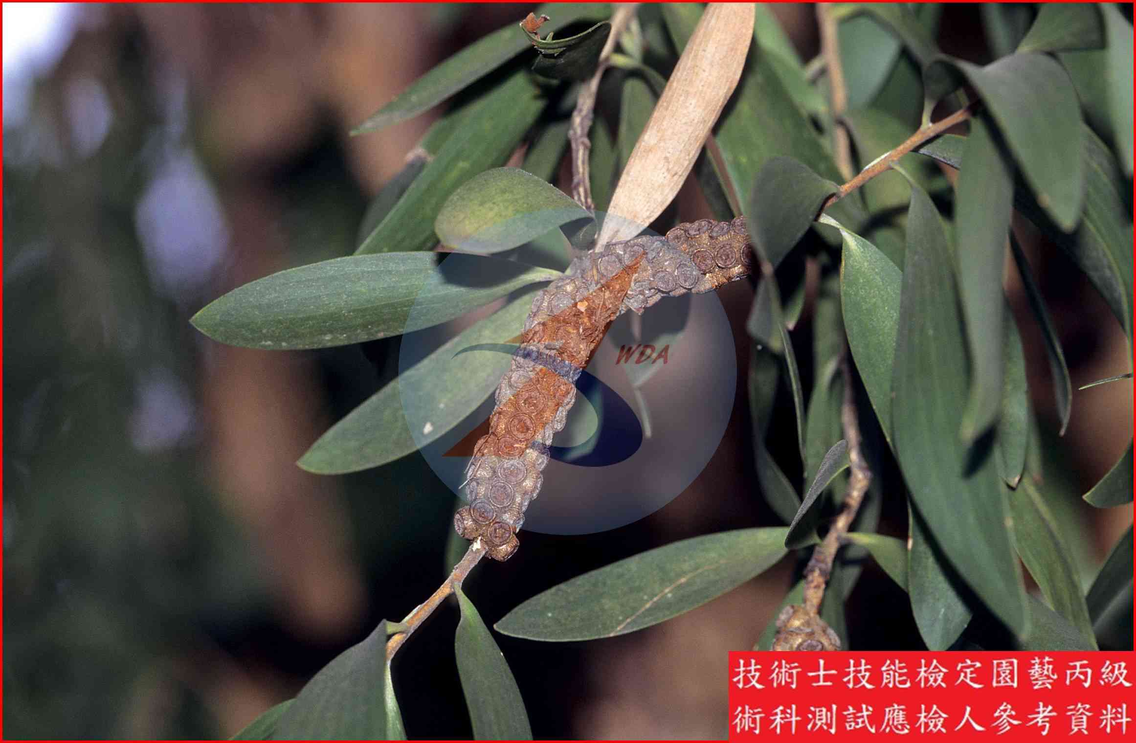 白千層 園藝丙級辨識圖片