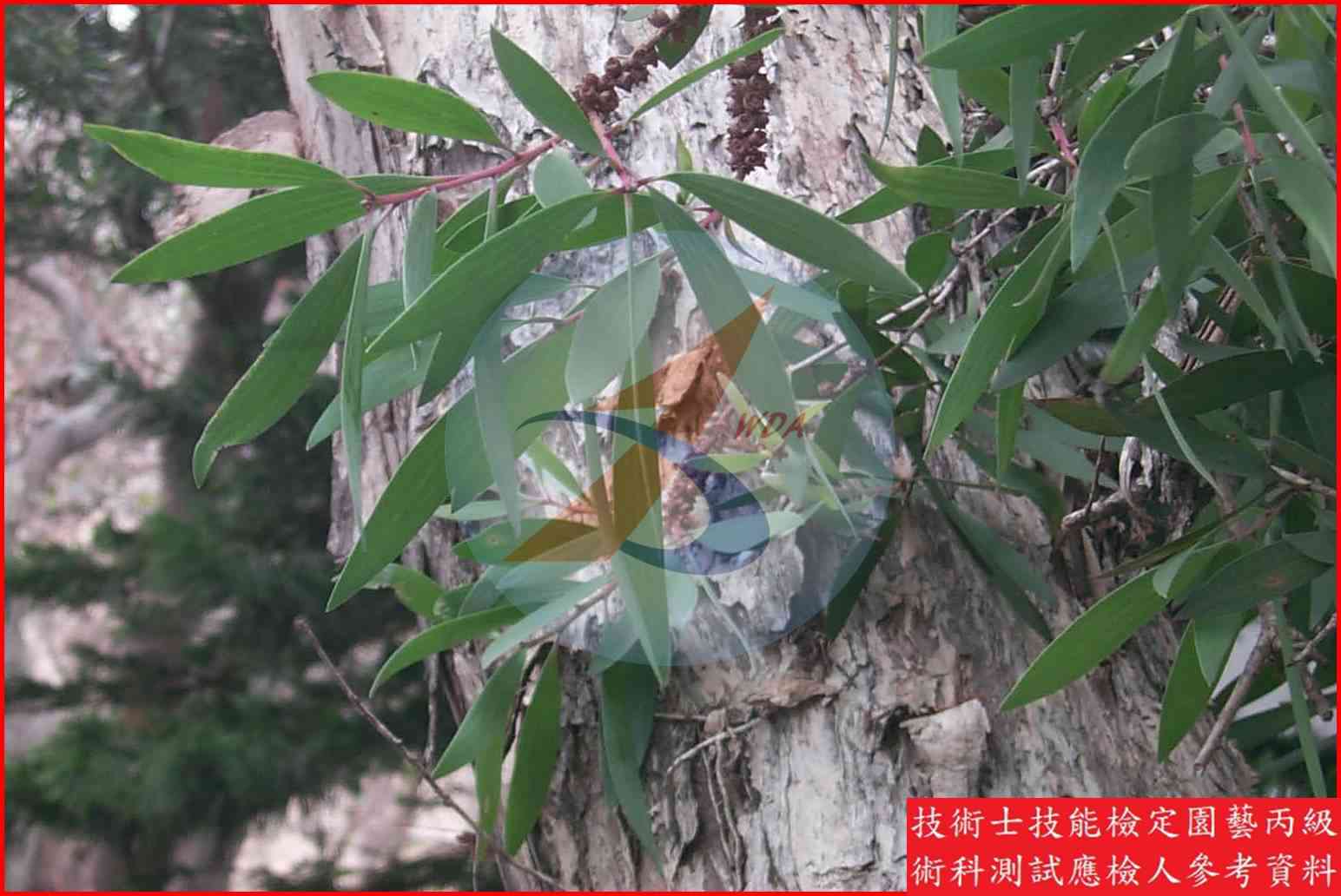 白千層 園藝丙級識別圖片 2