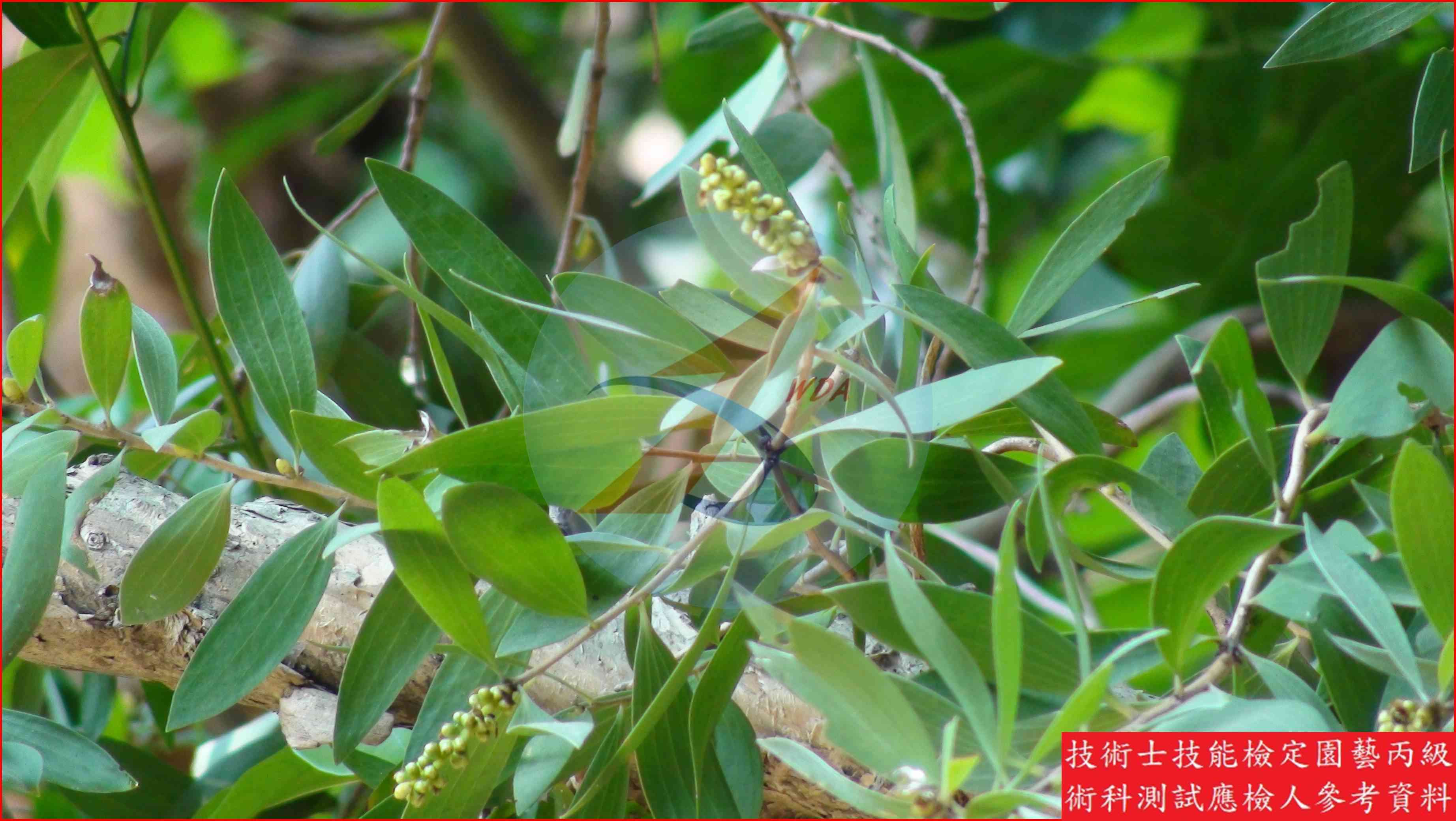 白千層 園藝丙級識別圖片 3