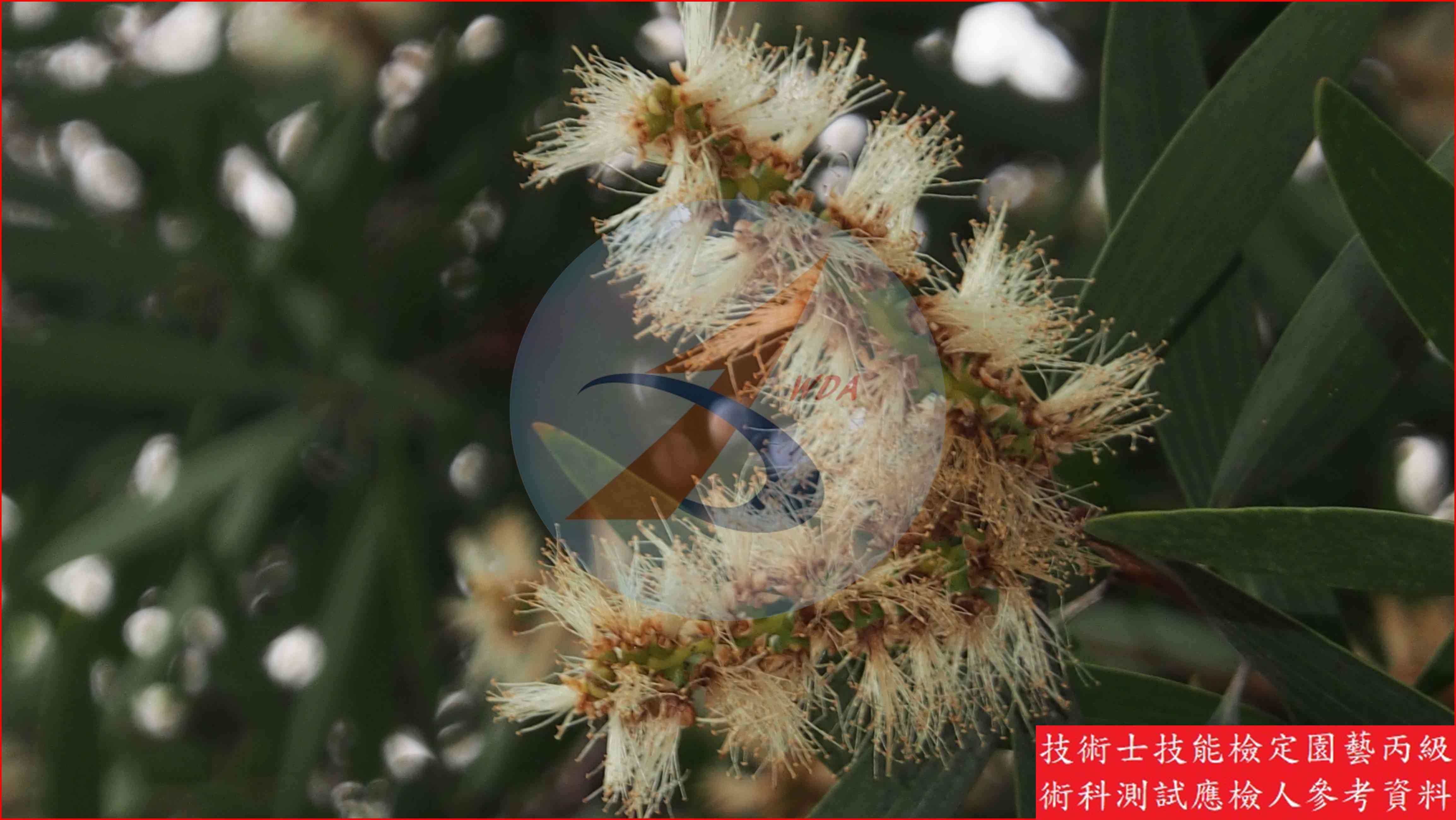 白千層 園藝丙級識別圖片 5