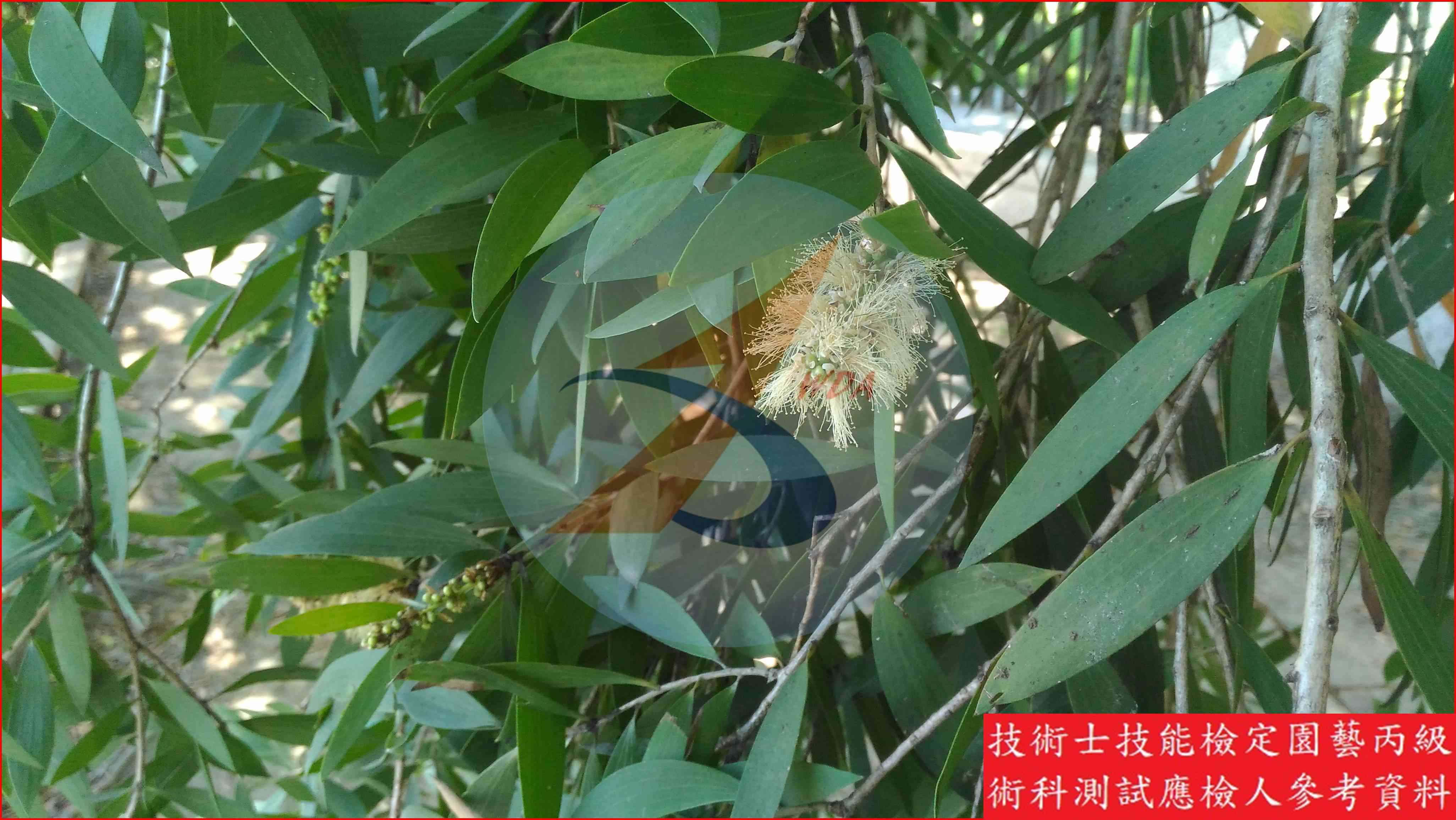 白千層 園藝丙級識別圖片 6