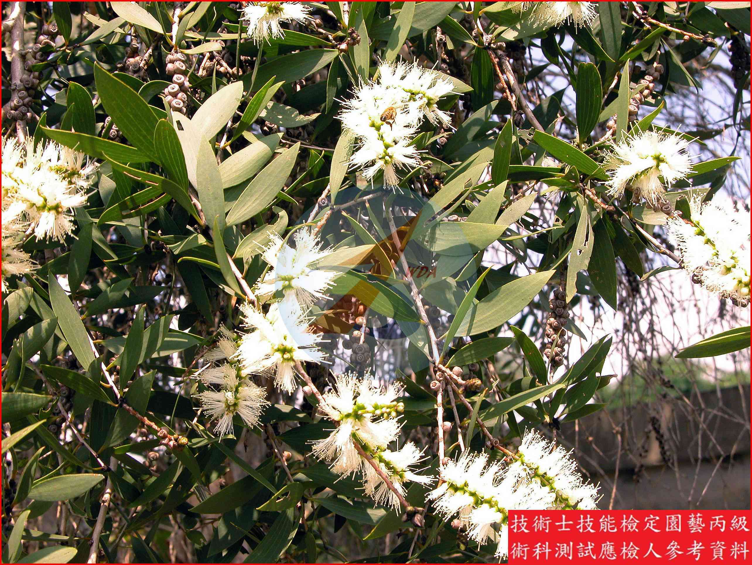 白千層 園藝丙級識別圖片 7