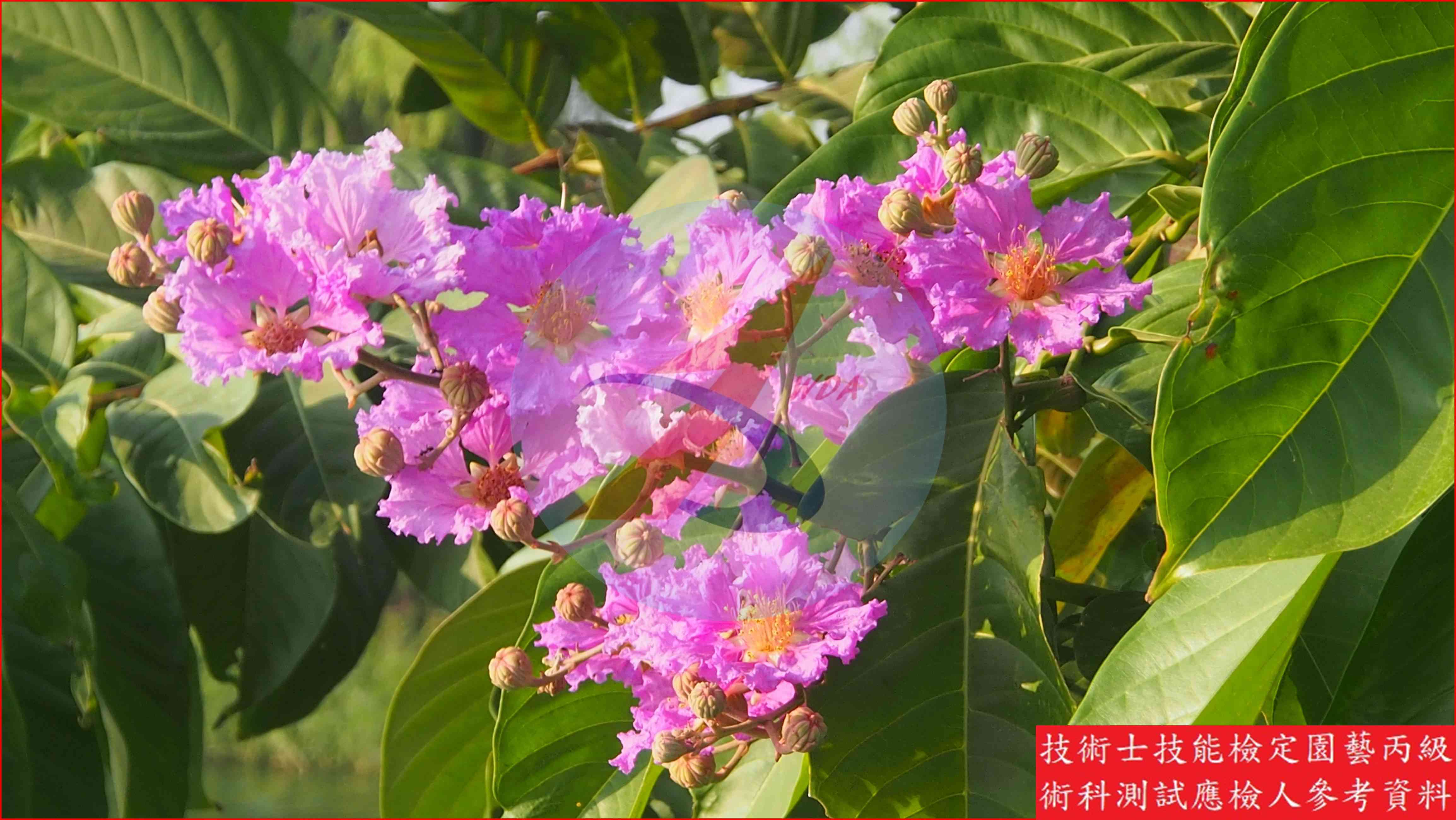 大花紫薇 園藝丙級辨識圖片