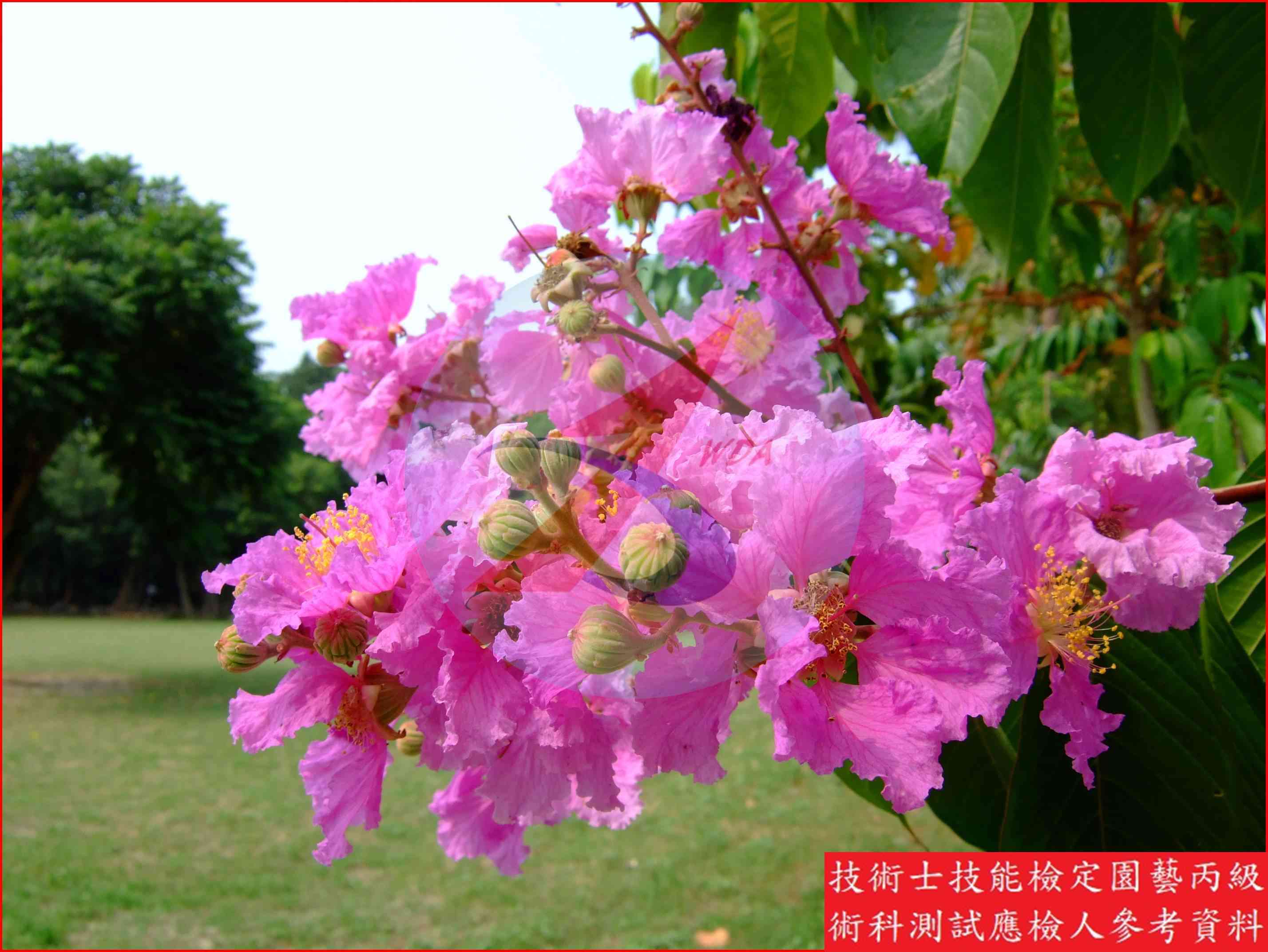 大花紫薇 園藝丙級識別圖片 2