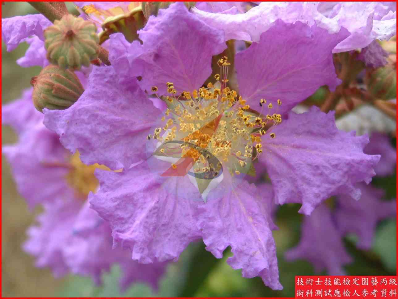 大花紫薇 園藝丙級識別圖片 3