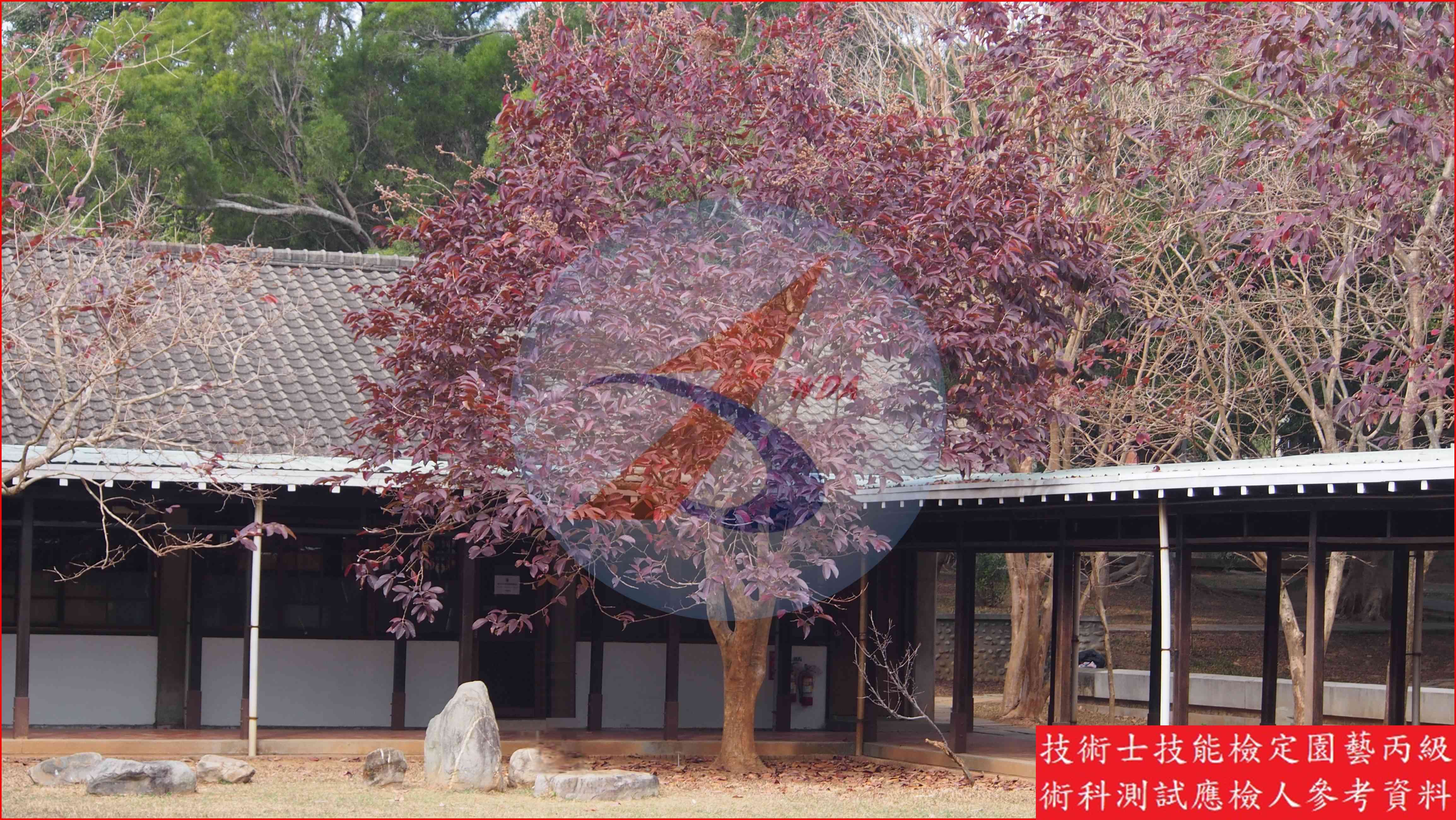 大花紫薇 園藝丙級識別圖片 5