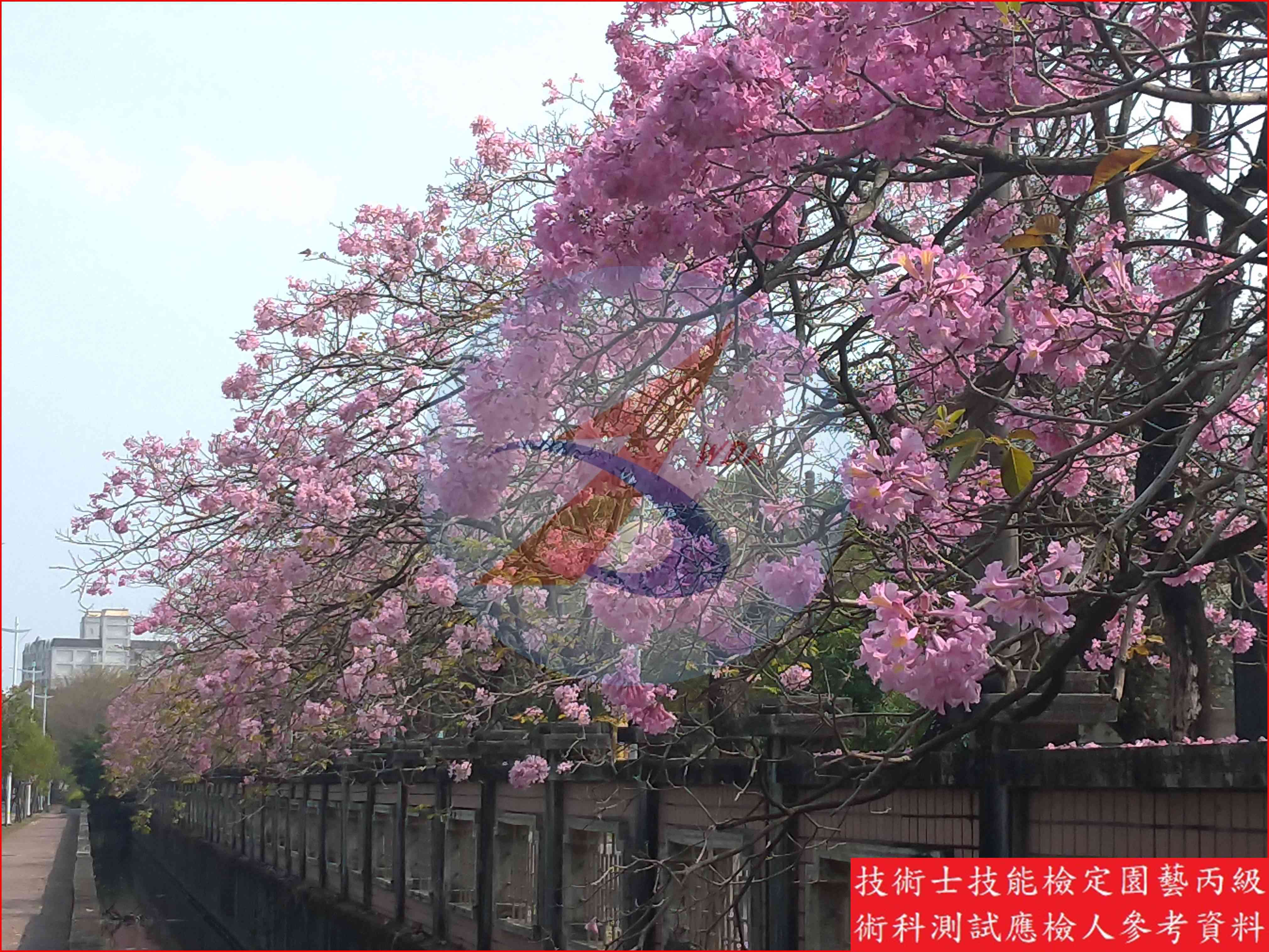 風鈴木 園藝丙級辨識圖片