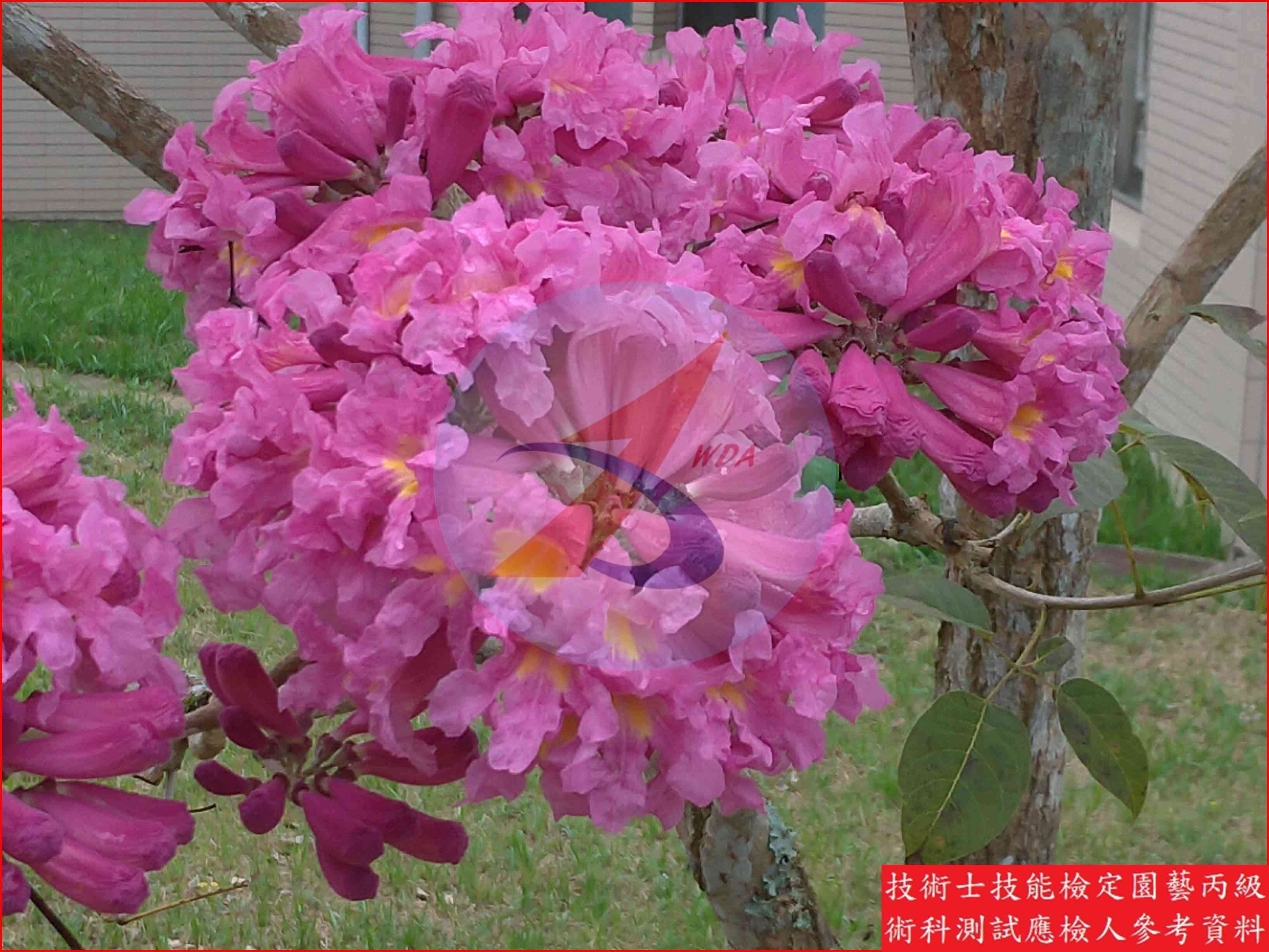 風鈴木 園藝丙級識別圖片 4