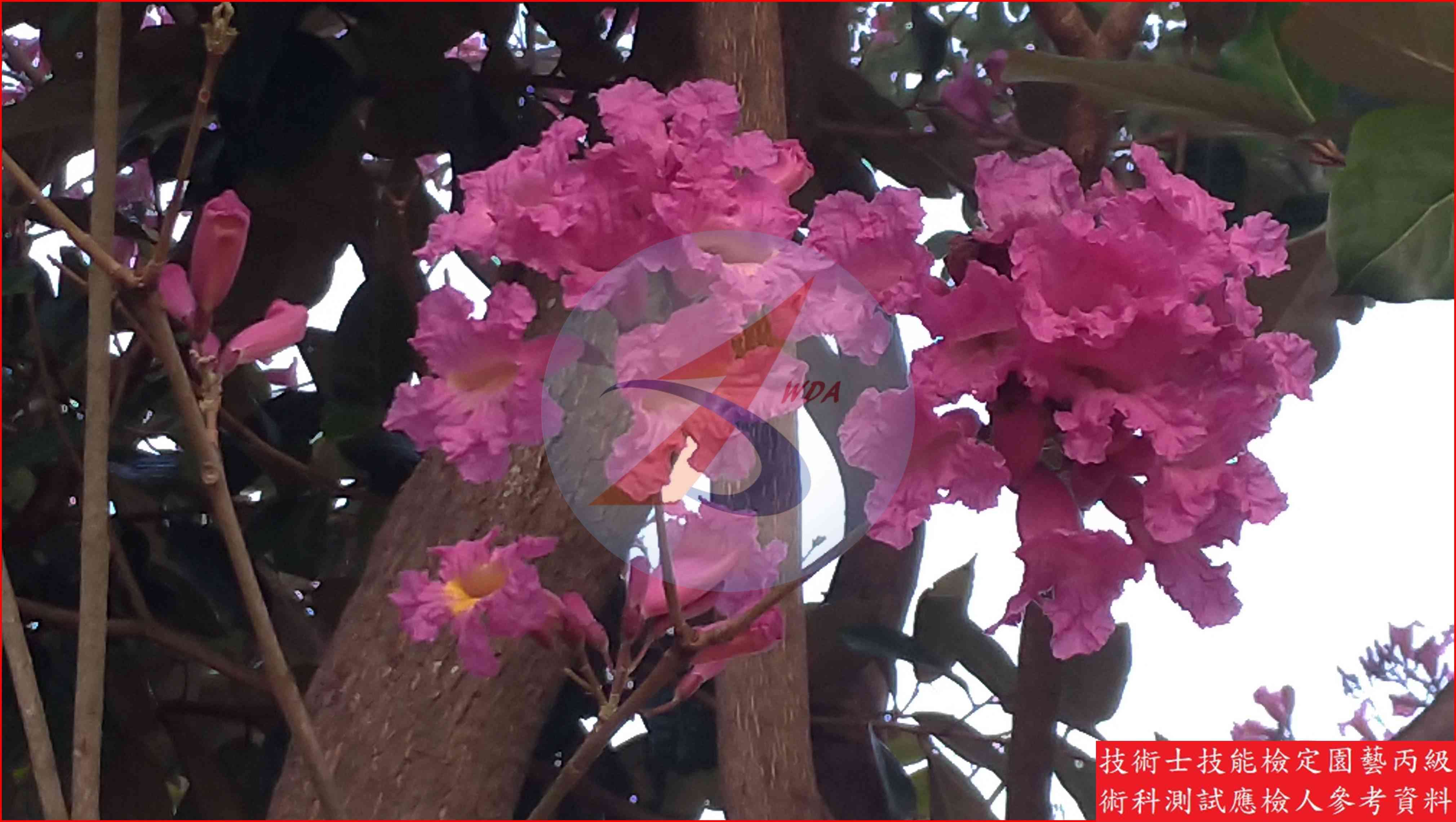 風鈴木 園藝丙級識別圖片 5