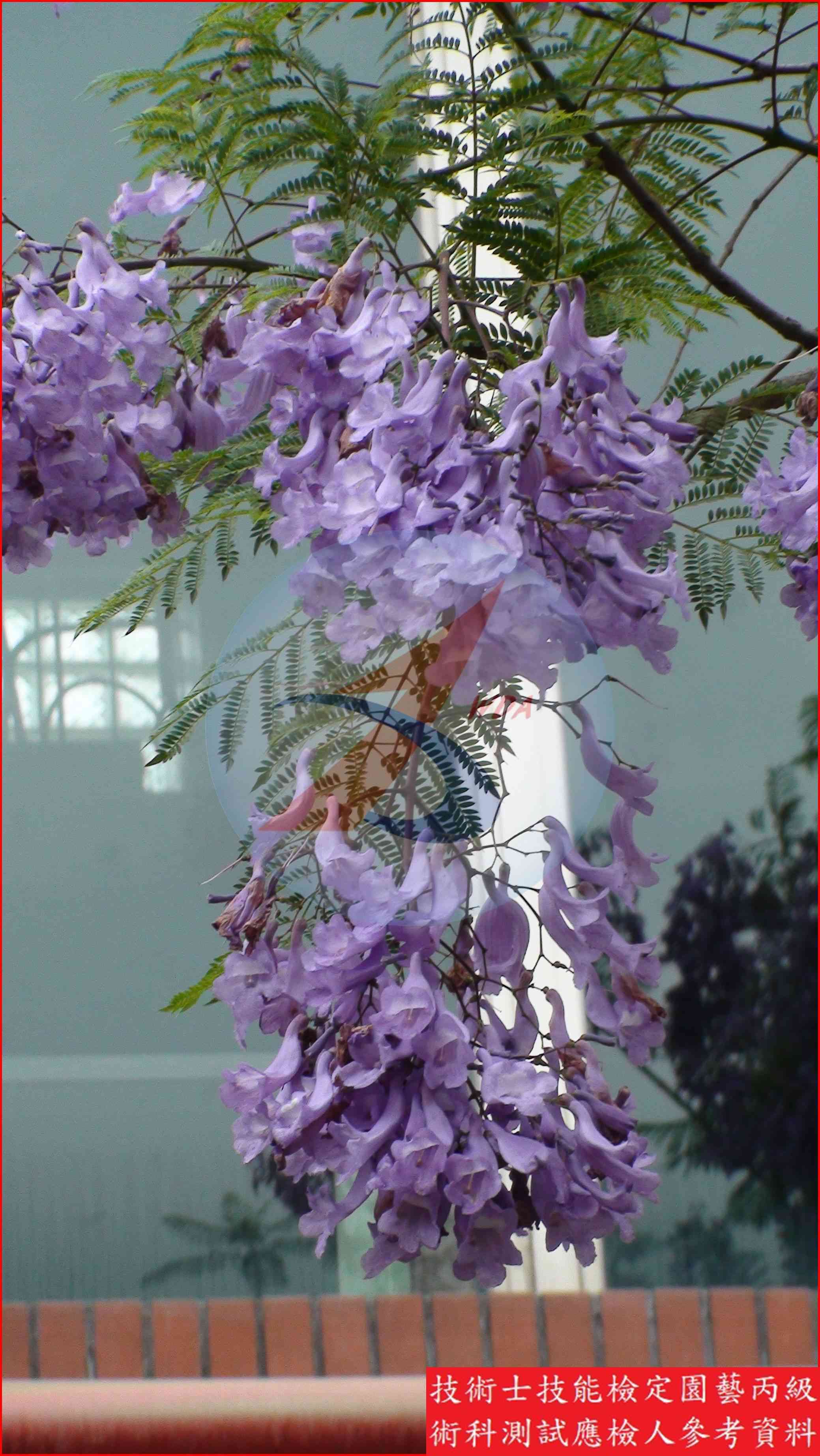 藍花楹 園藝丙級辨識圖片
