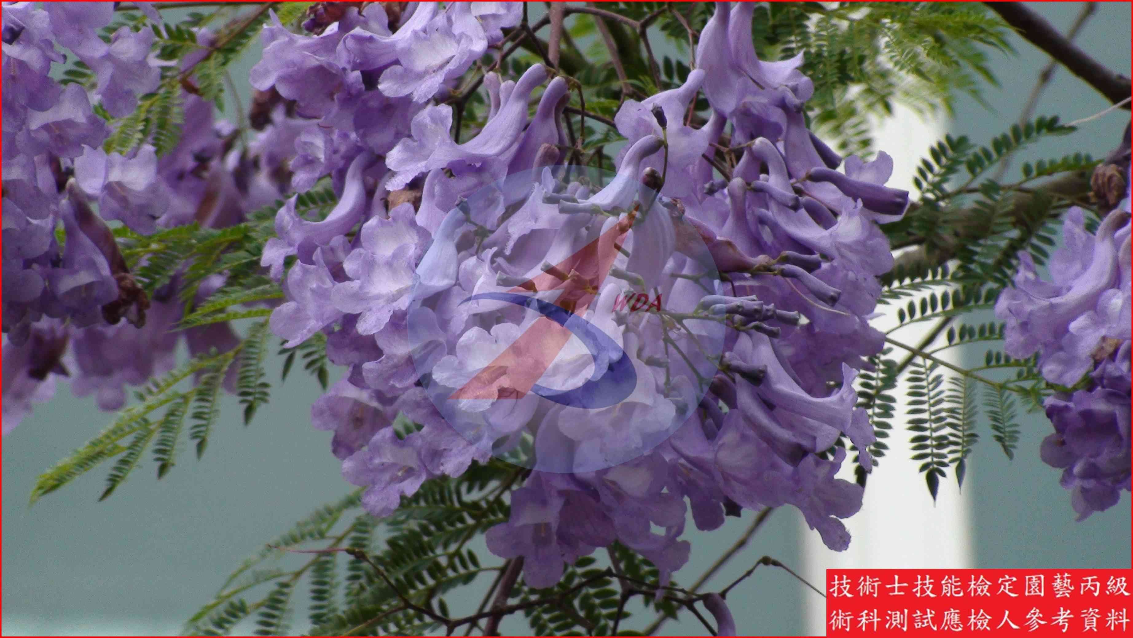 藍花楹 園藝丙級識別圖片 2