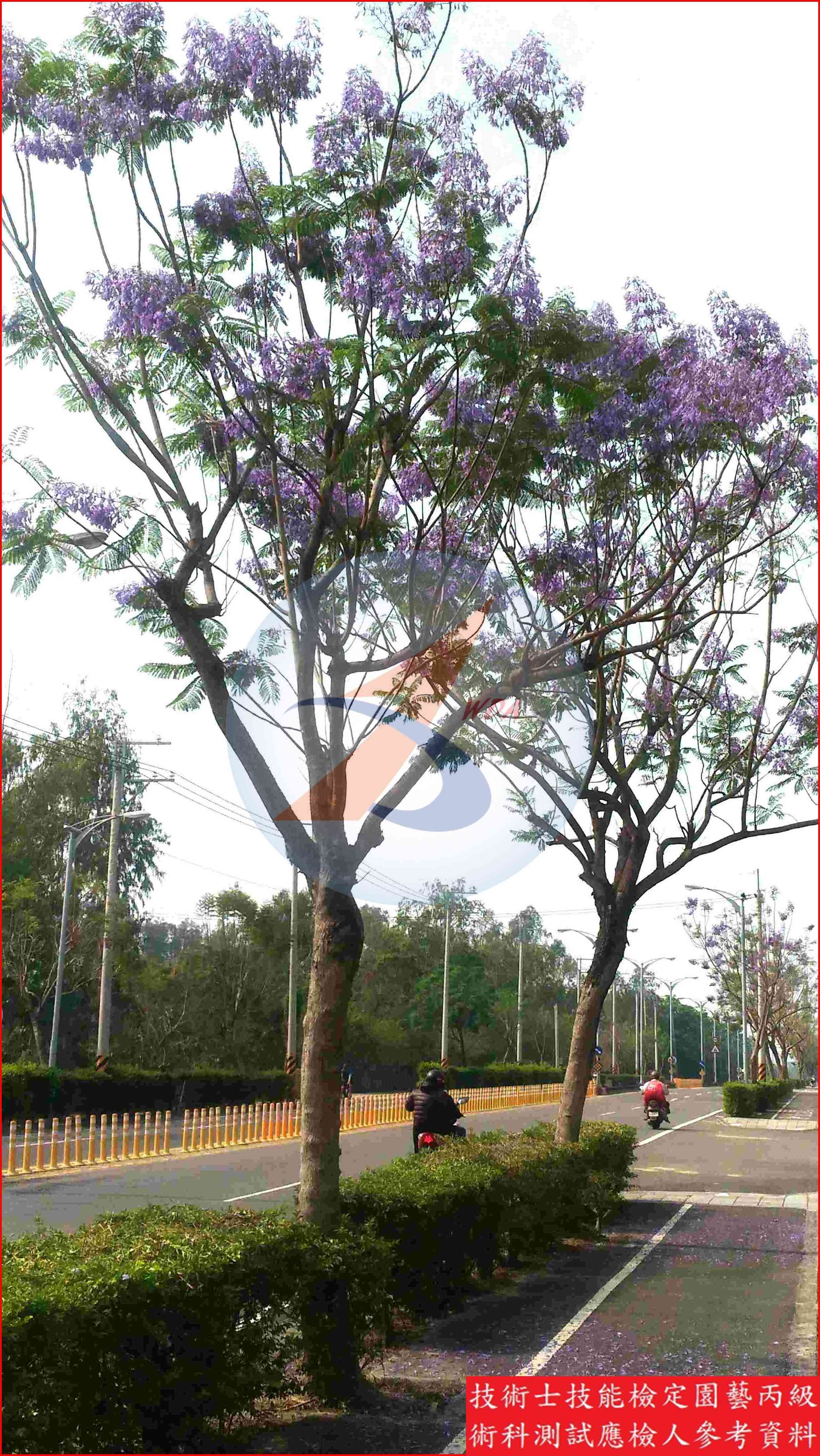 藍花楹 園藝丙級識別圖片 3