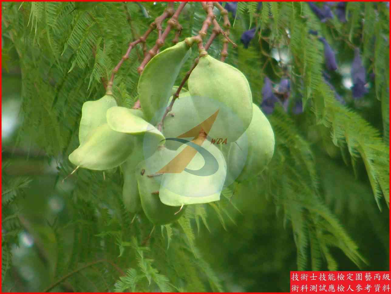 藍花楹 園藝丙級識別圖片 4