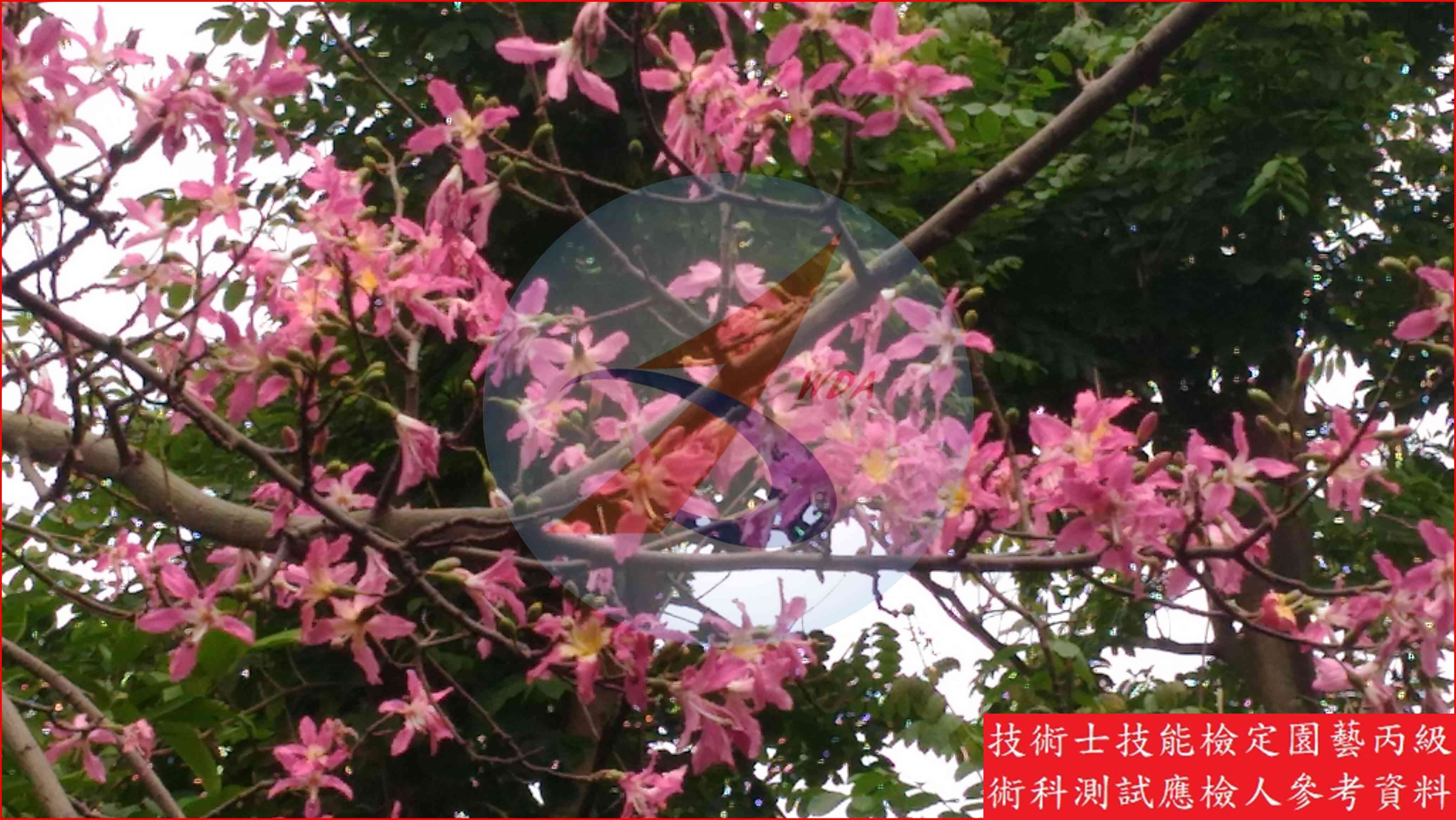 美人樹 園藝丙級辨識圖片